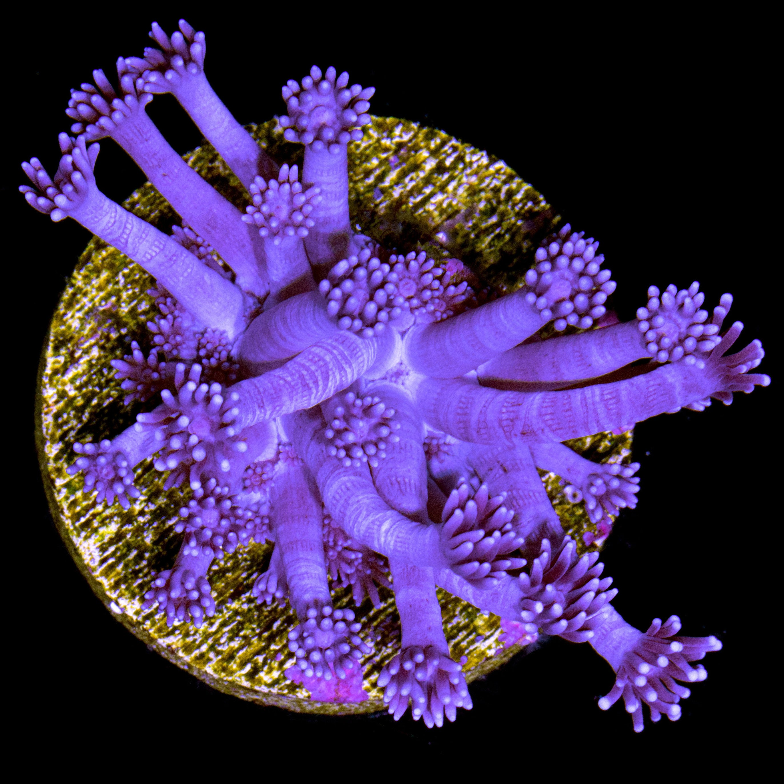 WYSIWYG LPS Coral Frags
