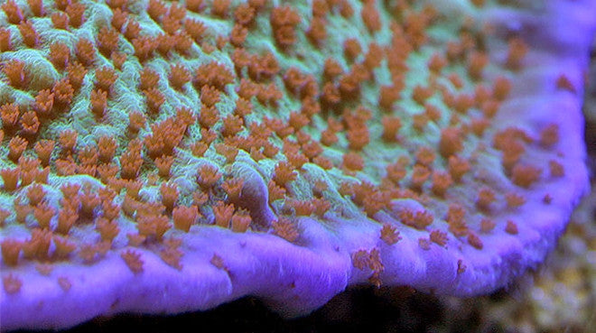 Aquacultured Coral and Frags