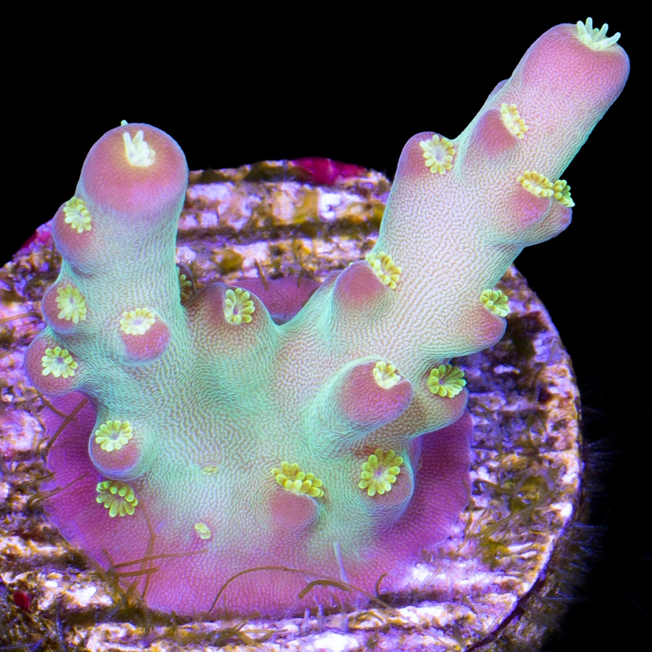 Vivid's Buzz Lightyear Acropora Coral