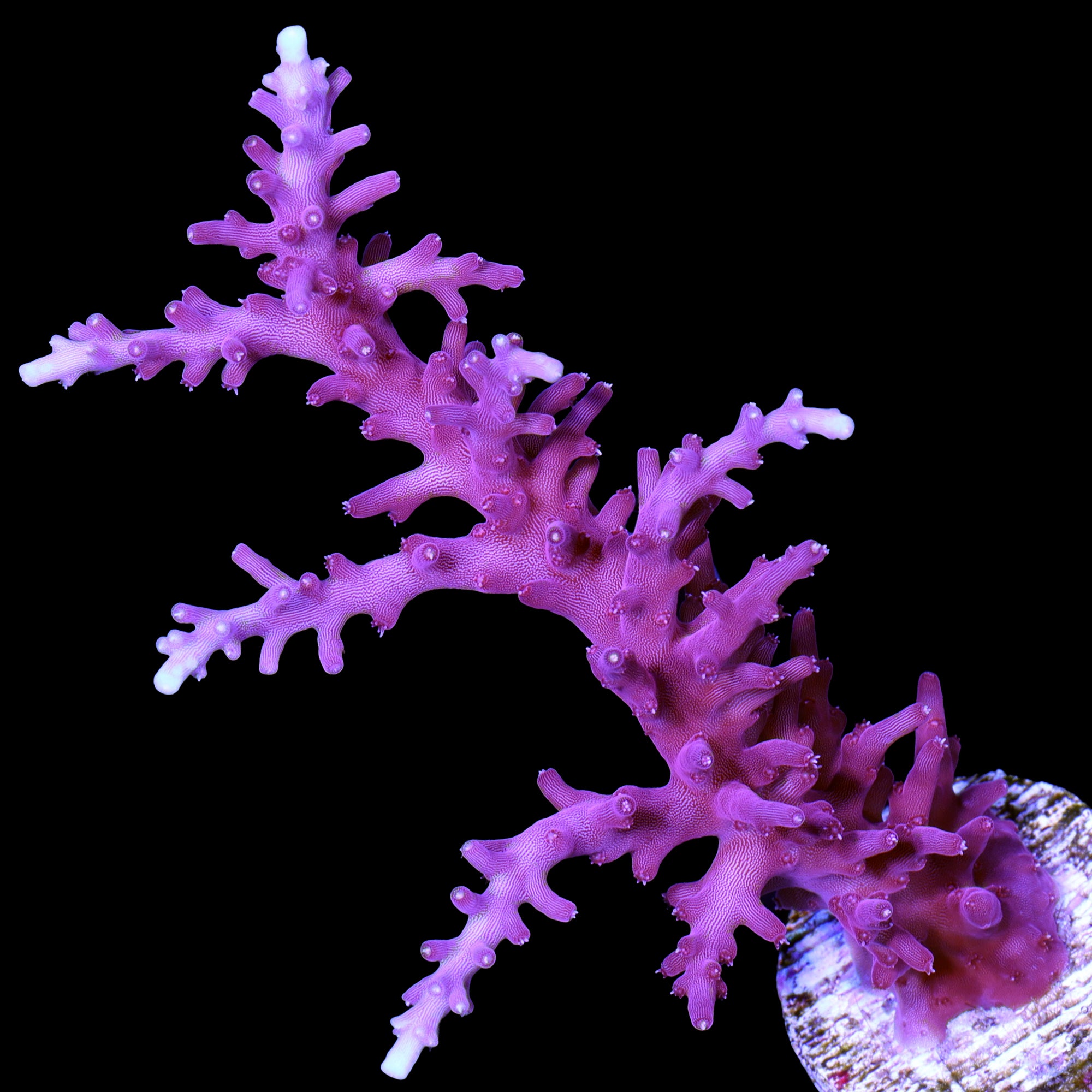 Red Dragon Acropora Coral