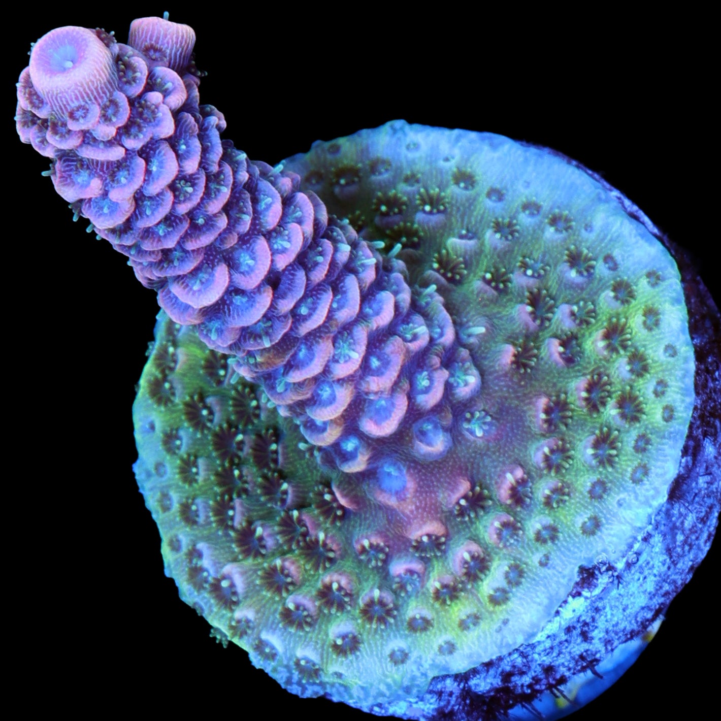 Pink Millepora Acropora Coral
