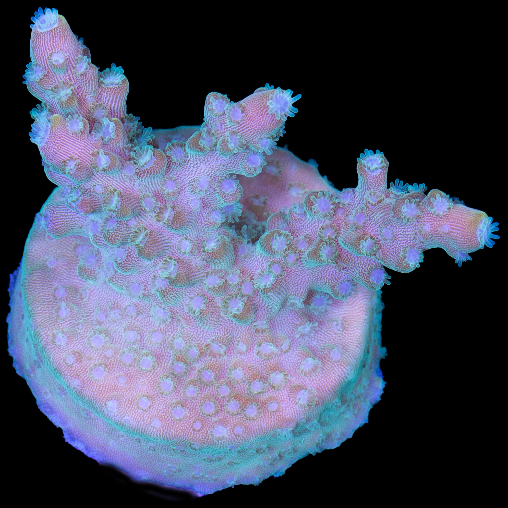 Dusk to Dawn Acropora Coral