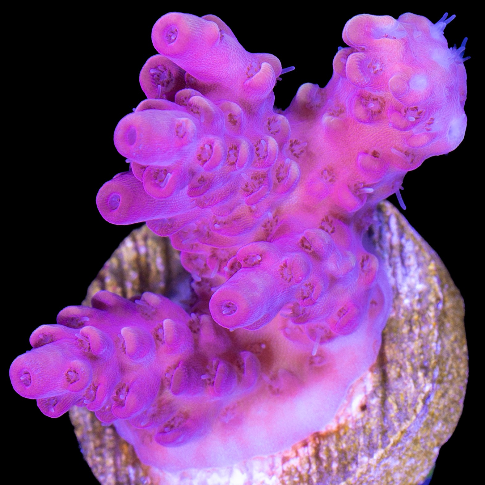 Pink Ink Acropora Coral