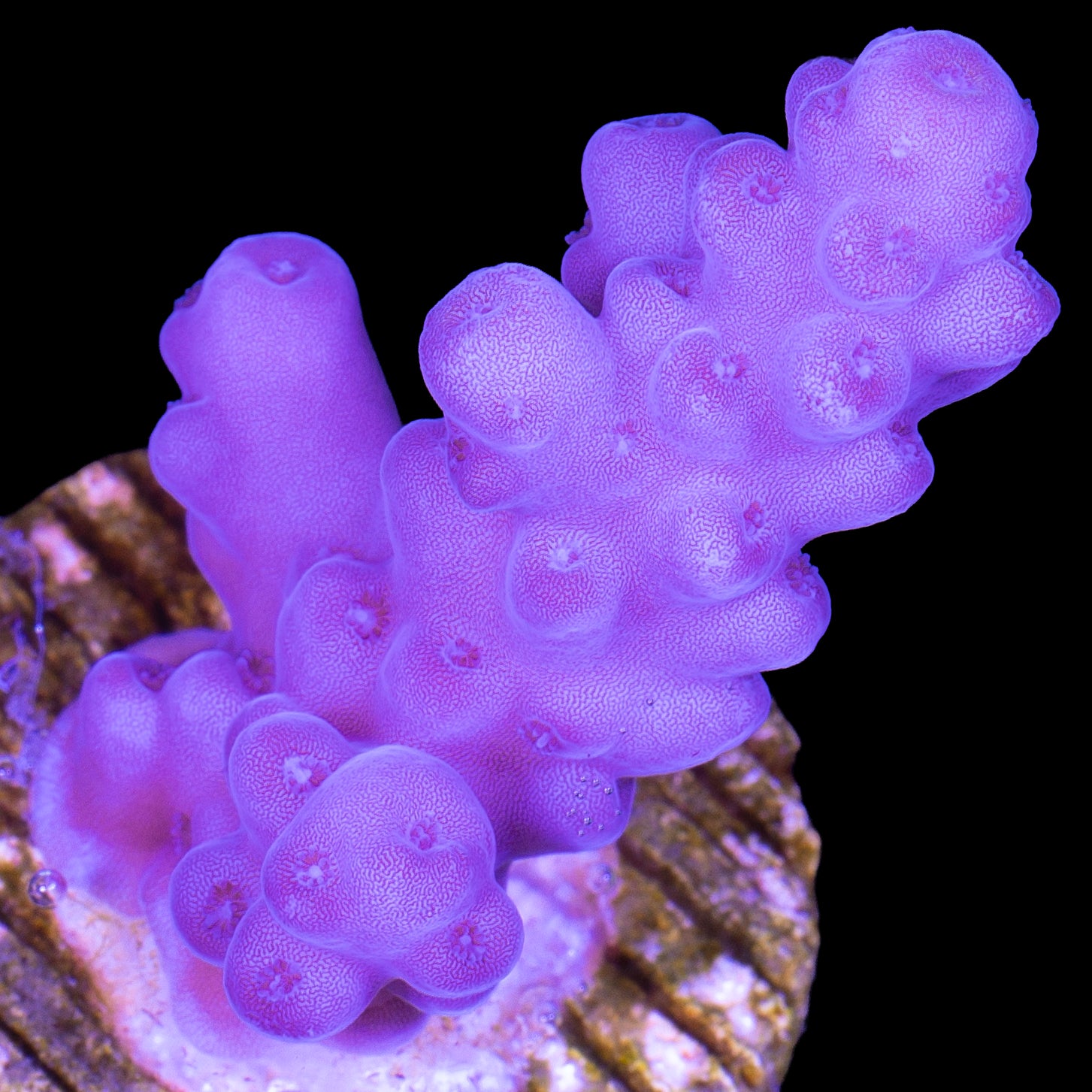 Aussie Purple Dream Acropora Coral