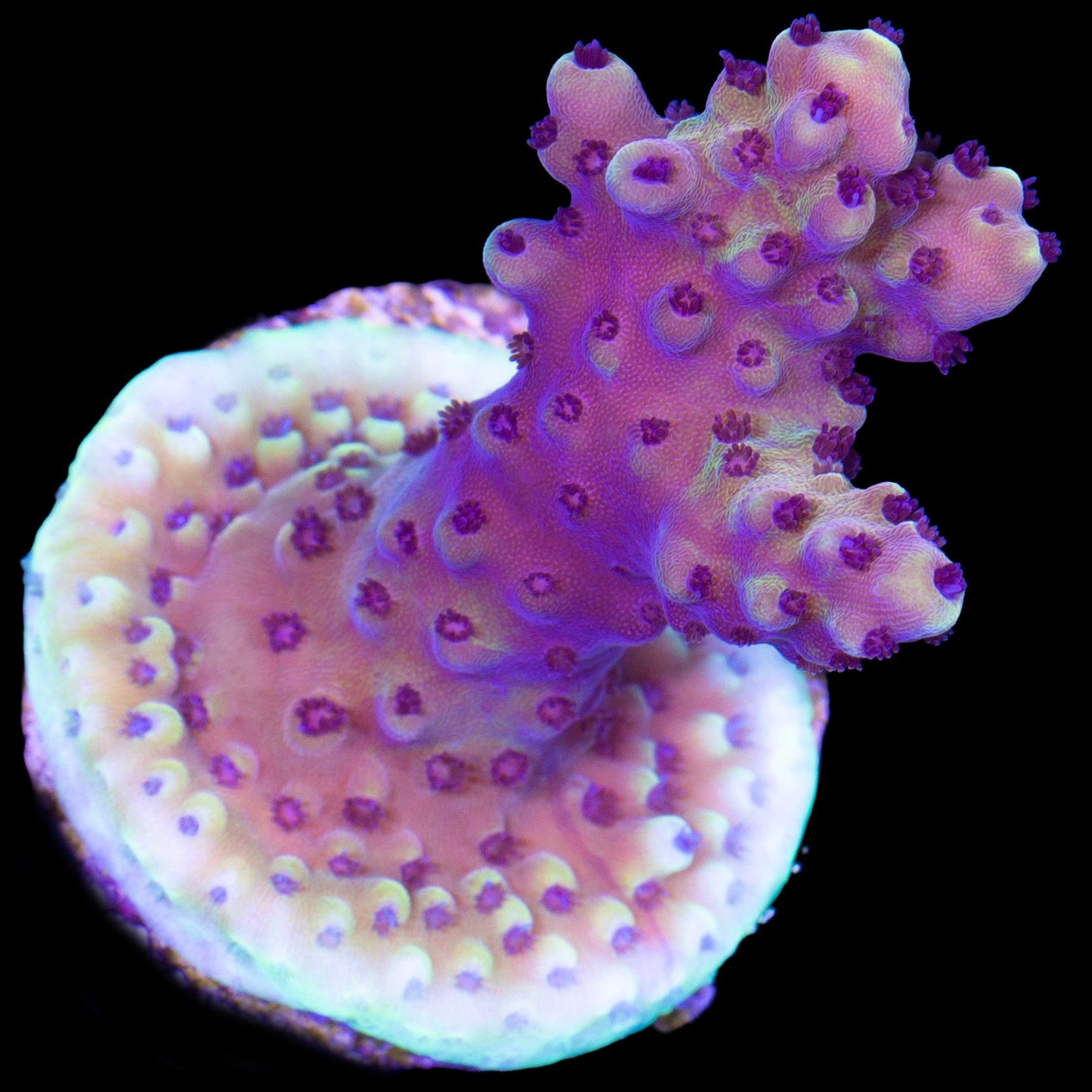 Pink Cadillac Acropora Coral