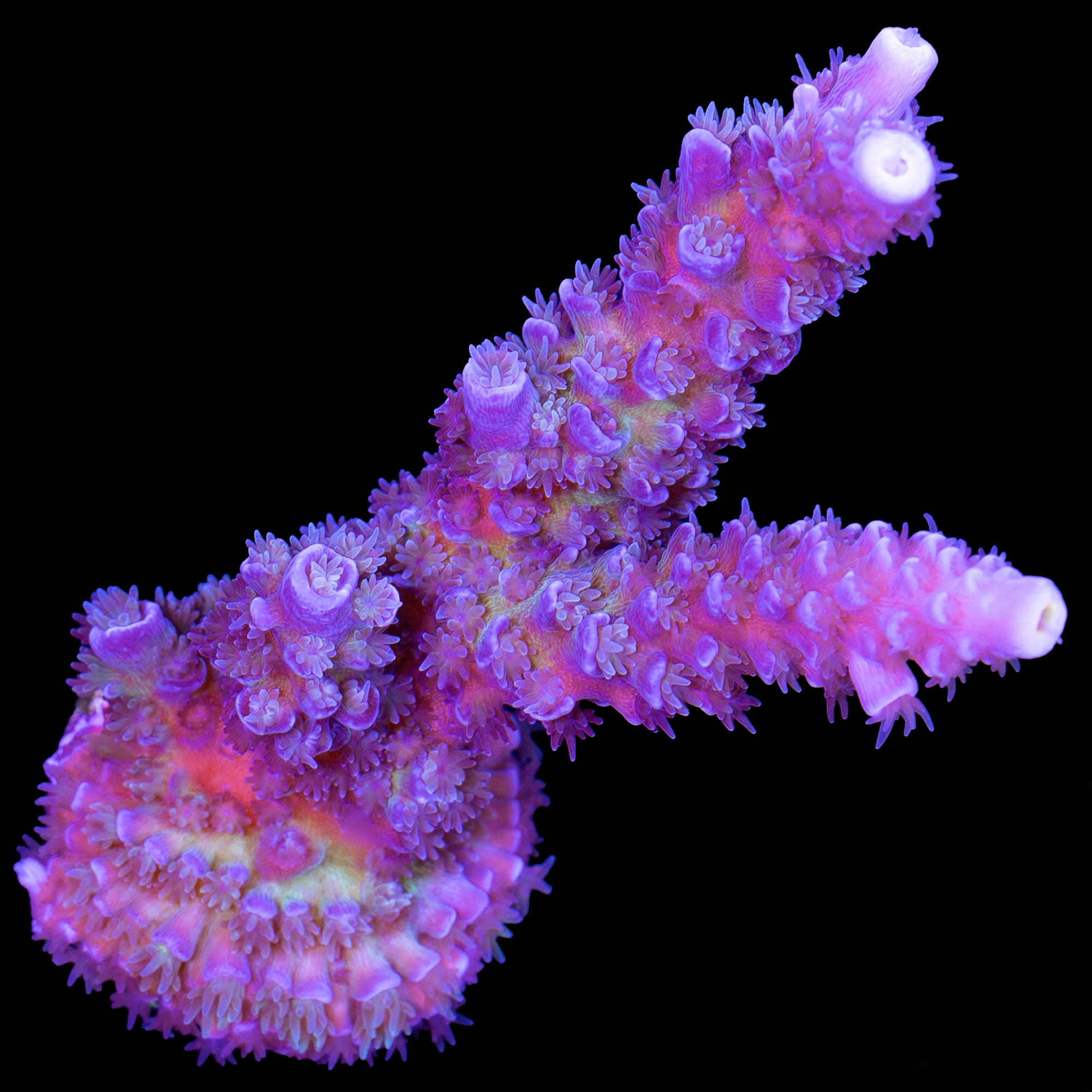 Super Fuzz Tenuis Acropora Coral
