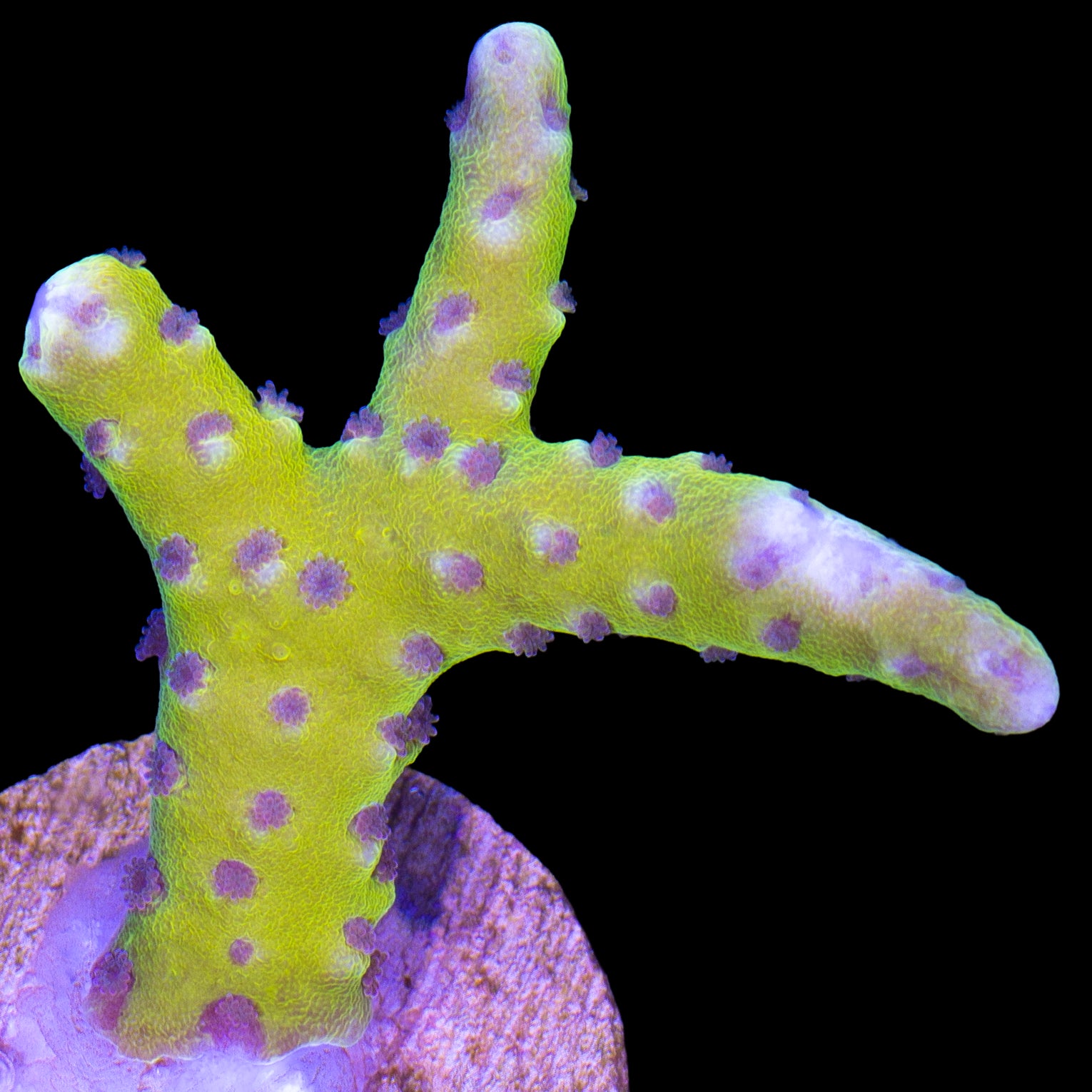 Golden Rod Anacropora Coral