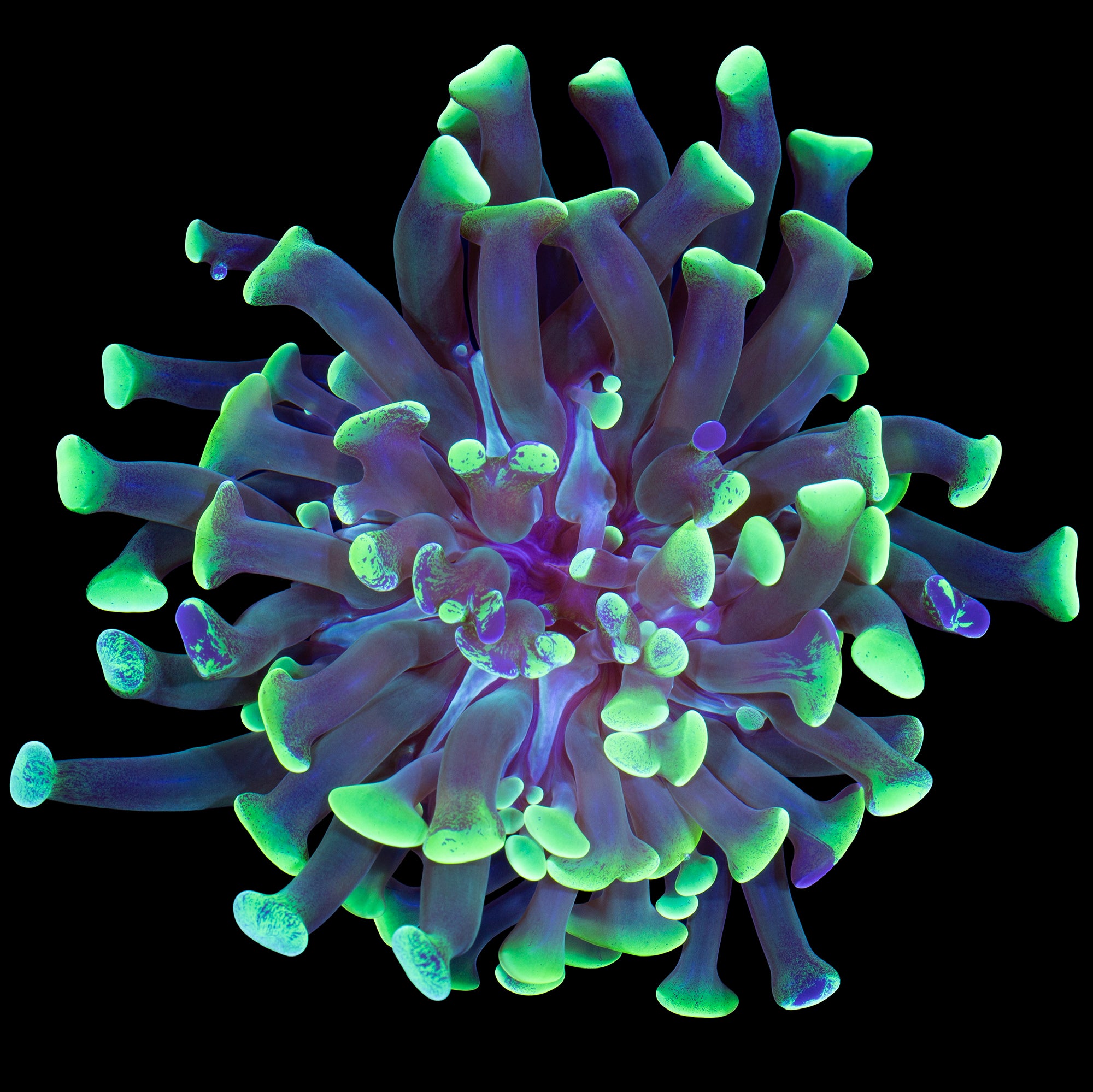 Metallic Green Branching Hammer Coral