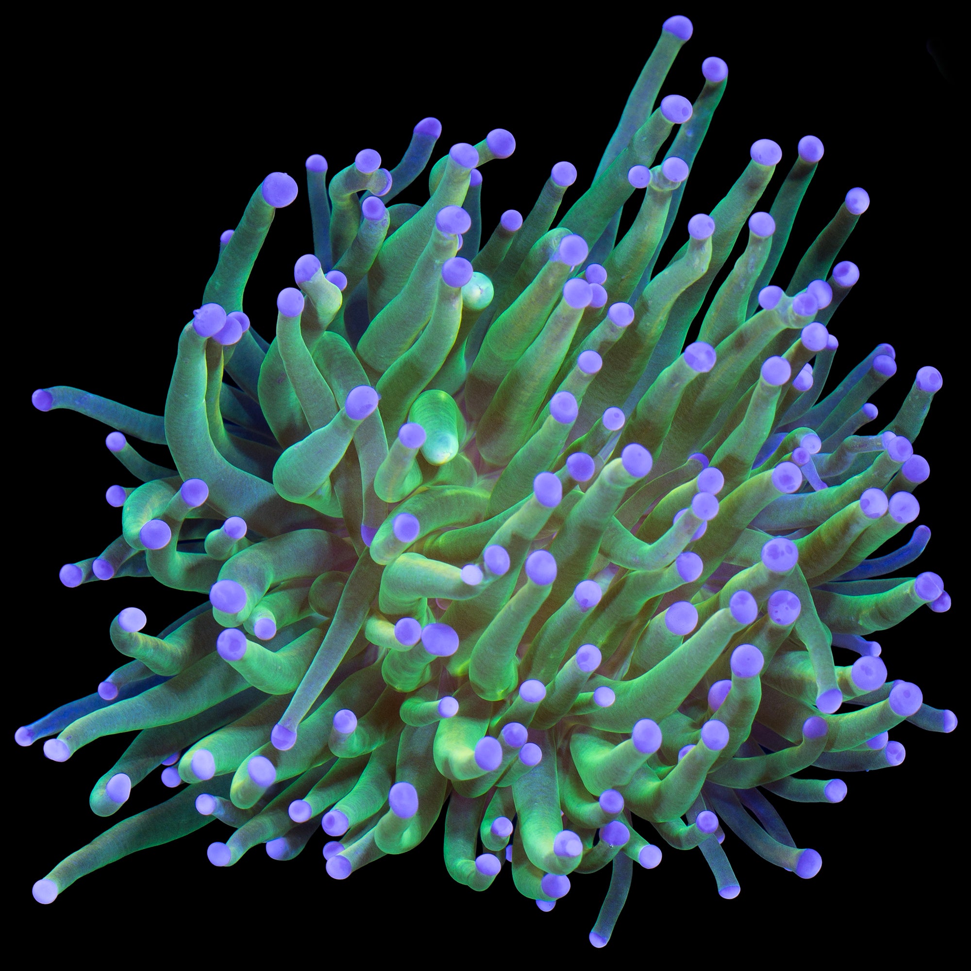 Holy Grail Torch Coral