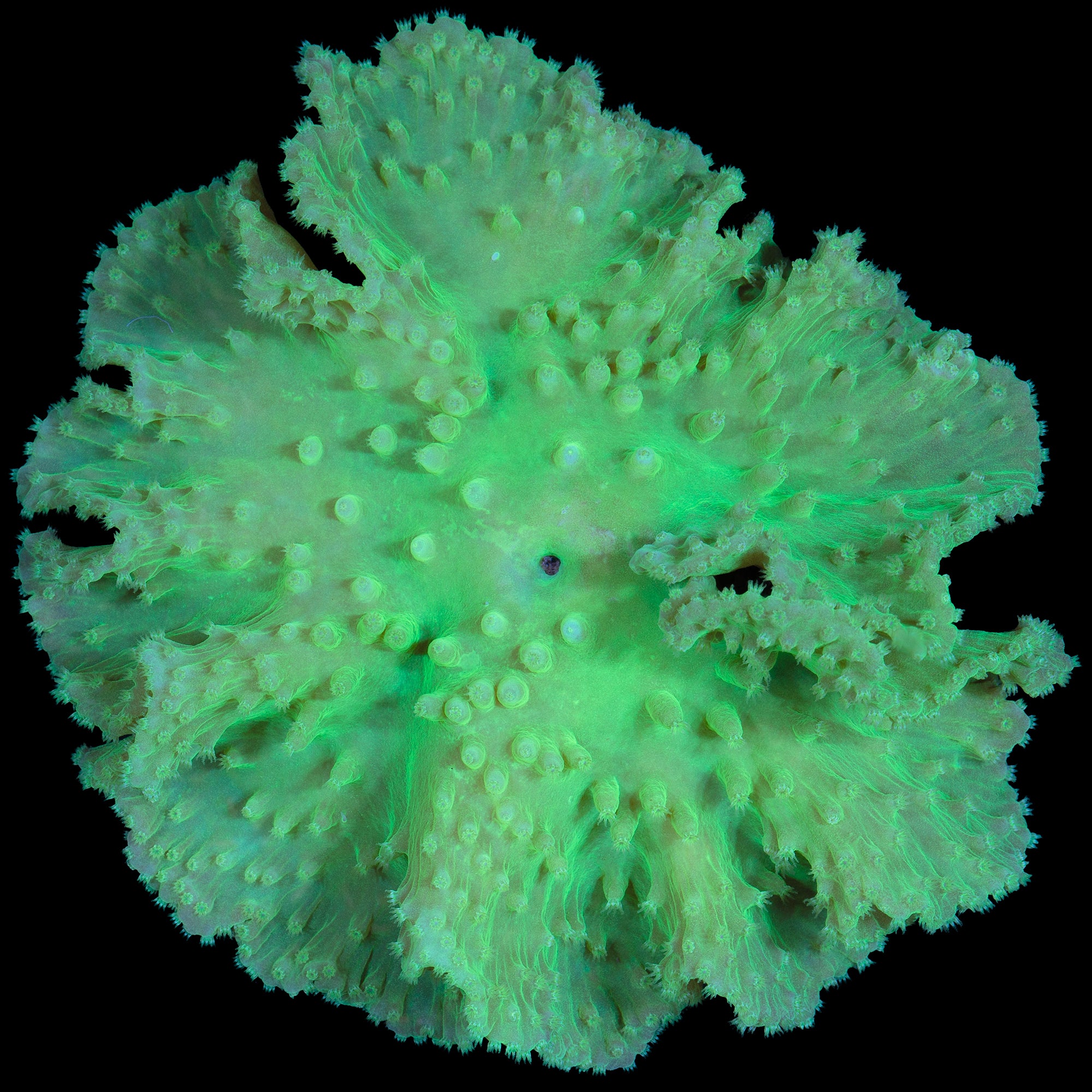 Neon Green Cabbage Leather Coral Colony