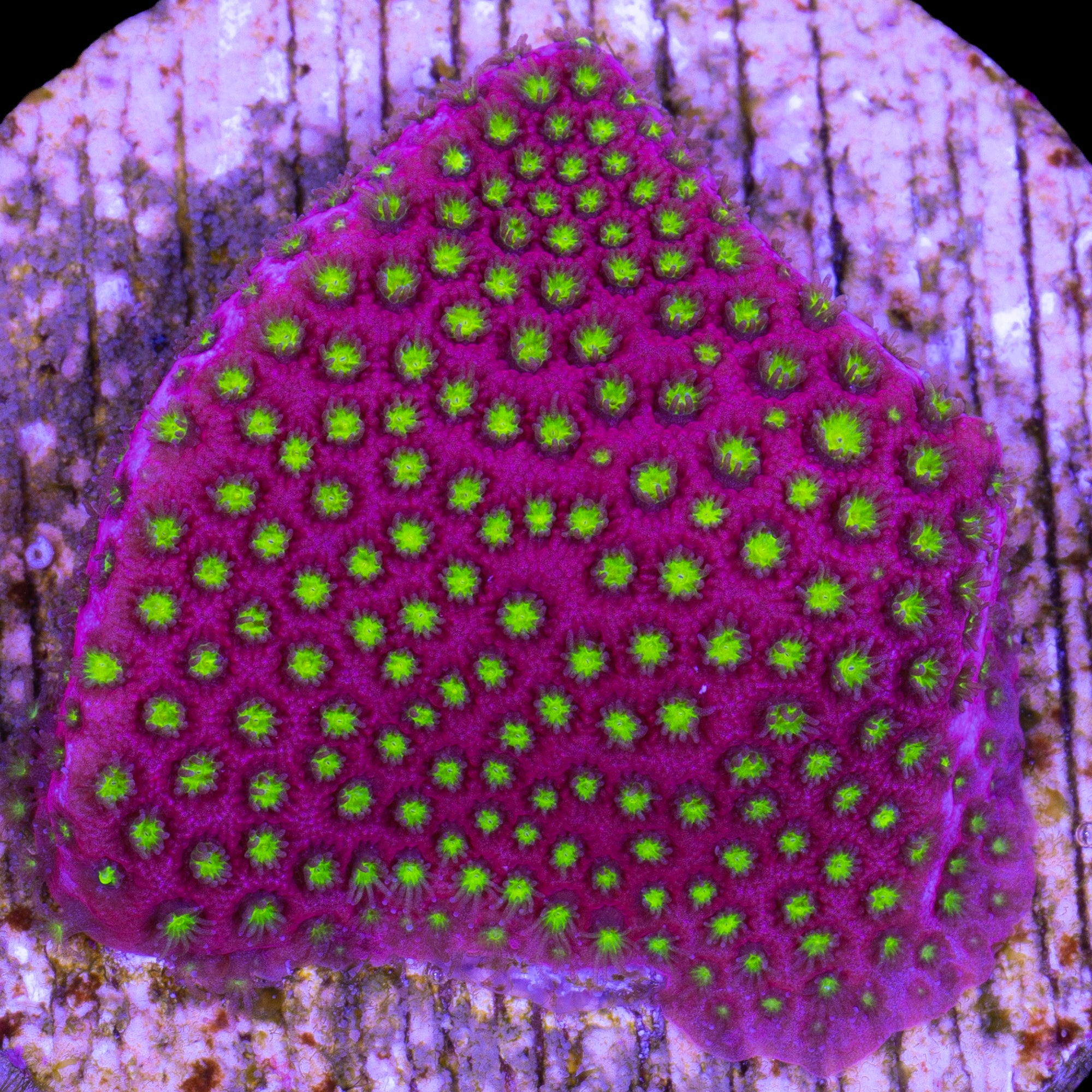Electric Daisy Stylocoeniella Coral