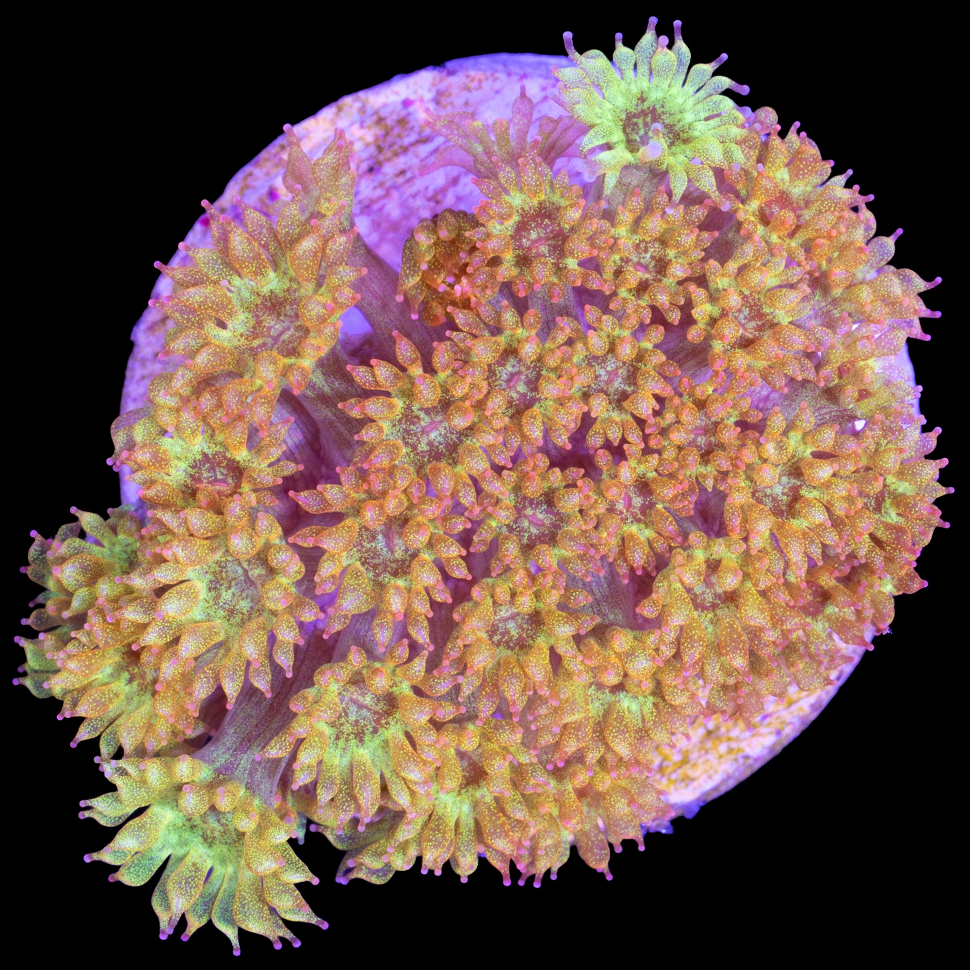 Golden Glitter Bernardpora Coral