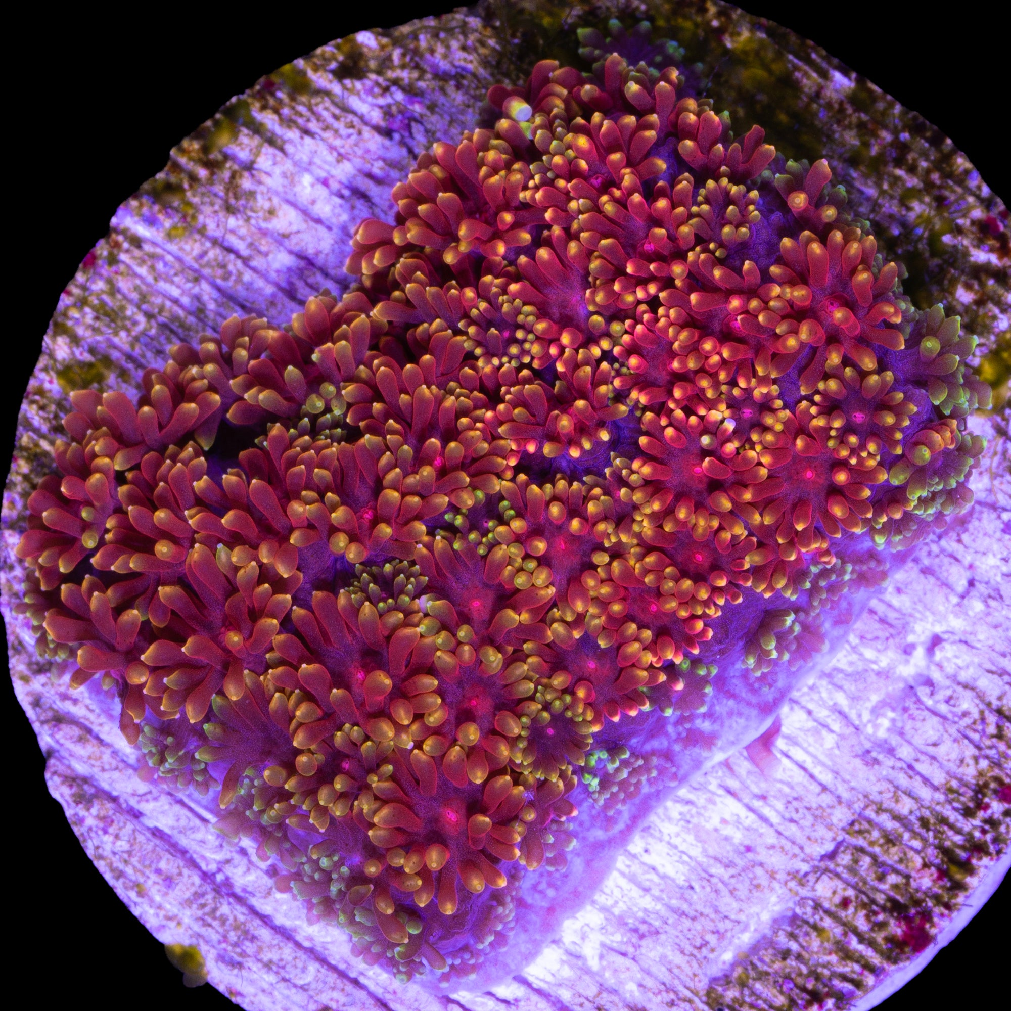 Golden Glitter Bernardpora Coral