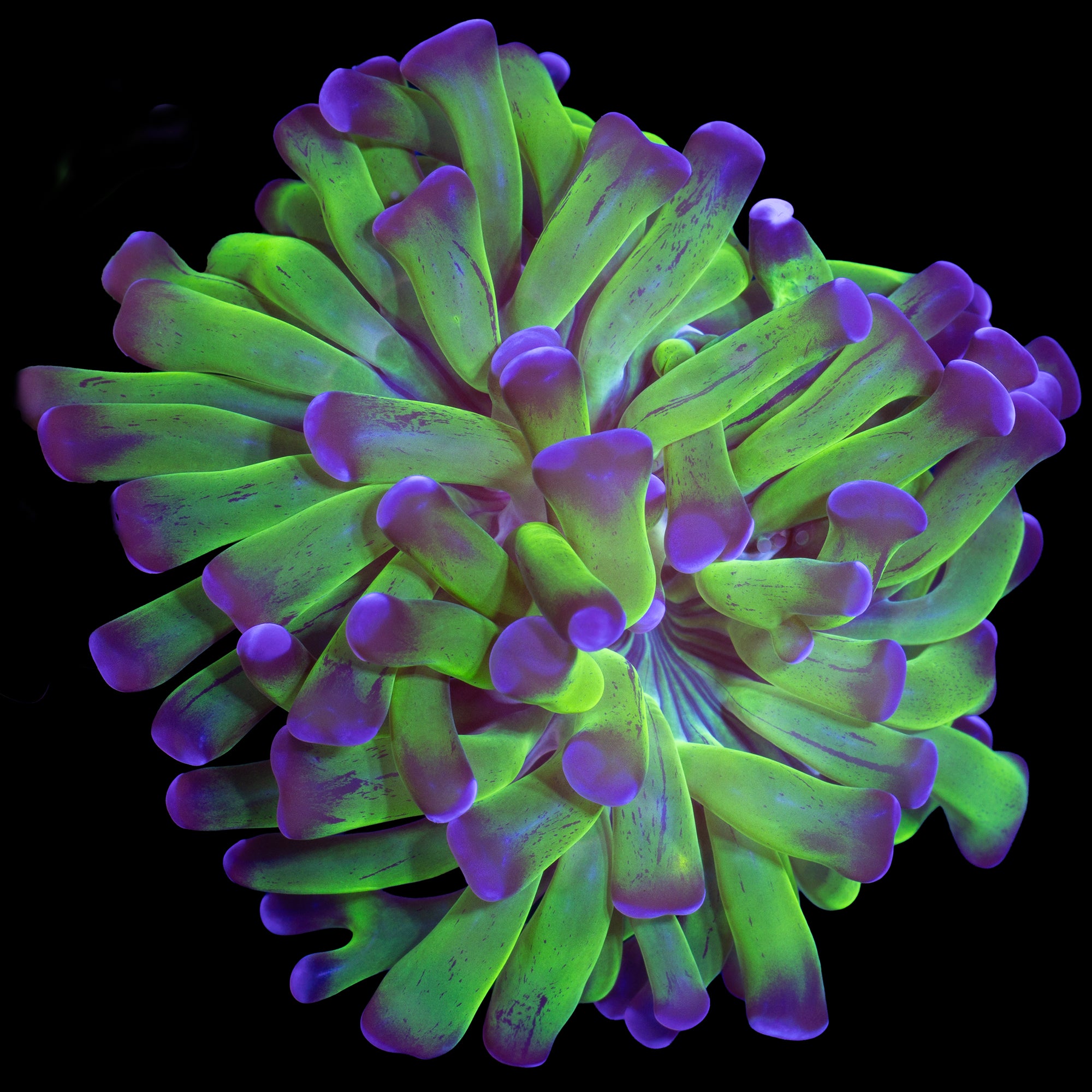 Purple & Green Branching Hammer Coral
