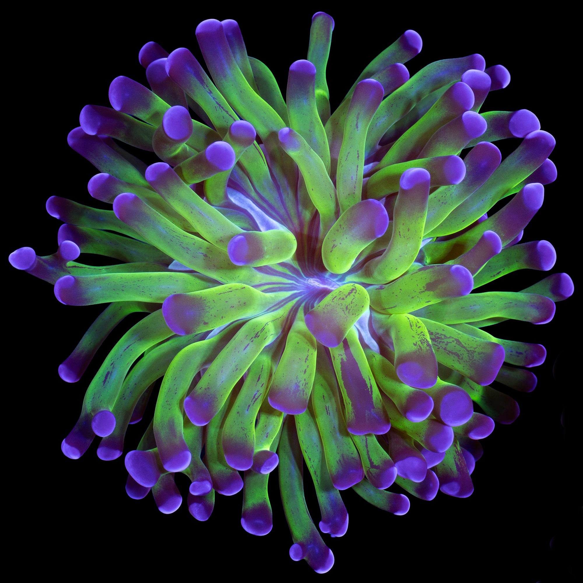 Purple & Green Branching Hammer Coral