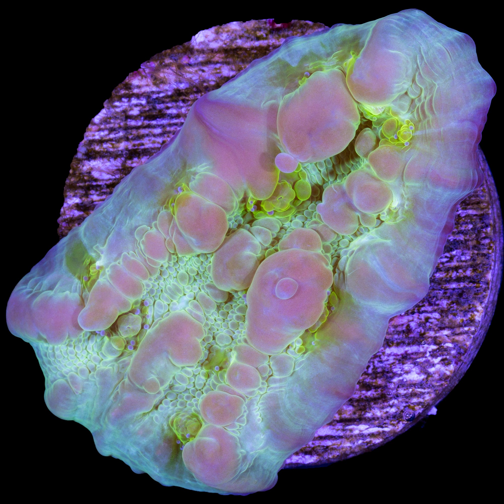 Vivid's Bounce Chalice Coral - 800 grown