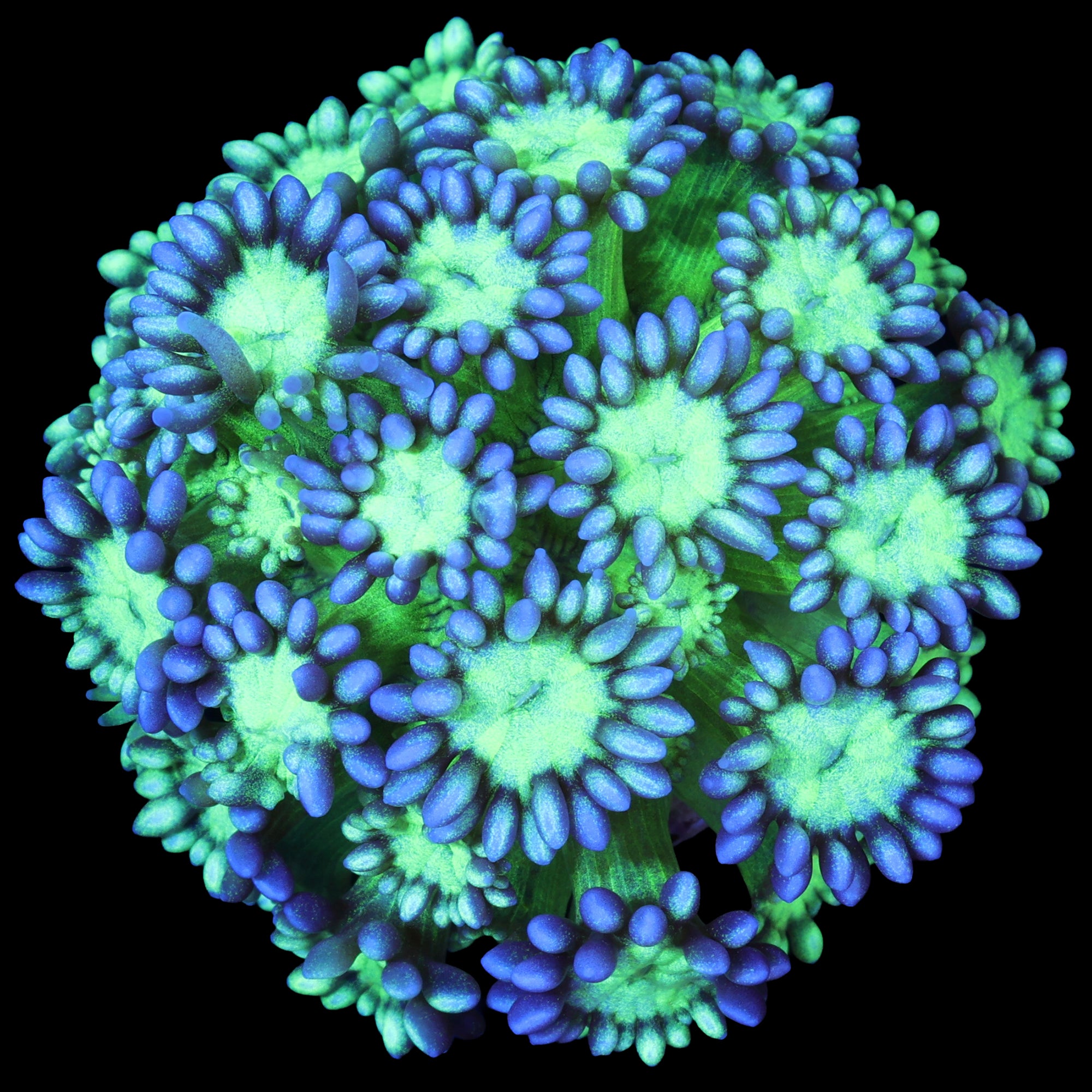 Joker Goniopora Coral