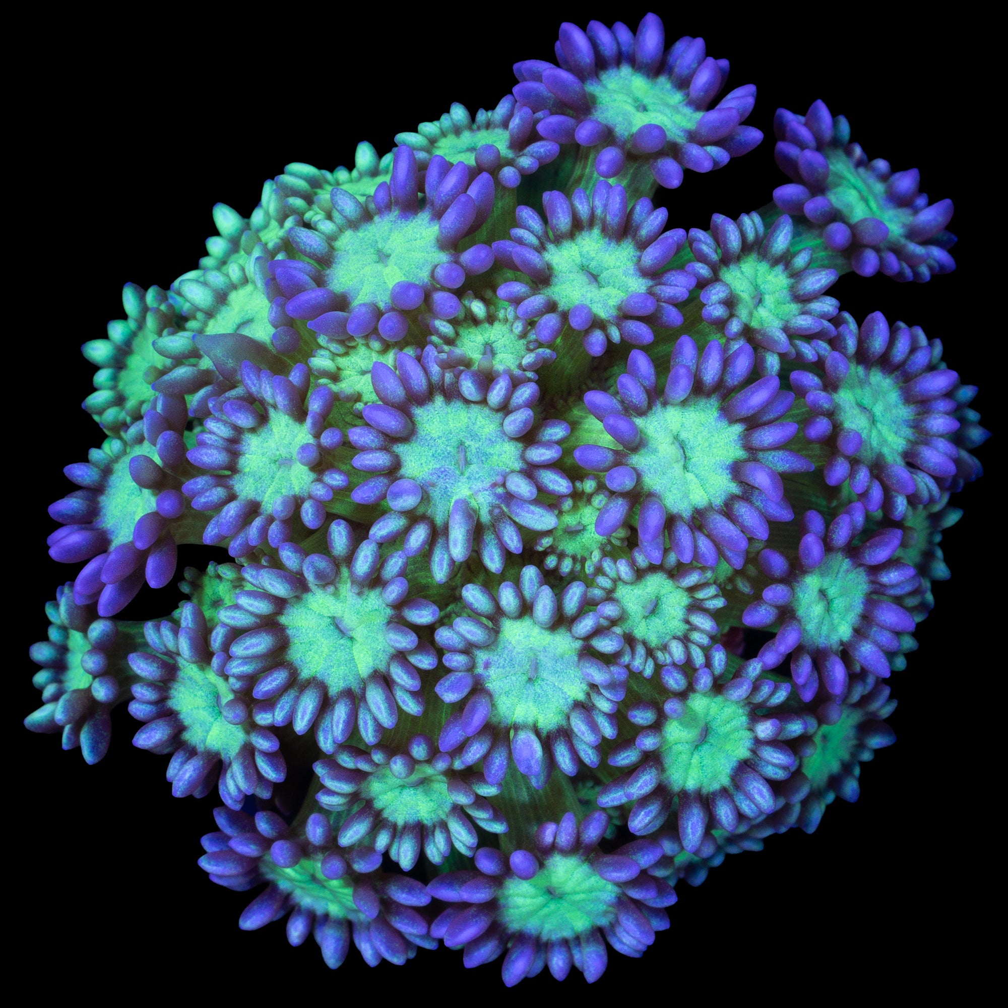 Joker Goniopora Coral