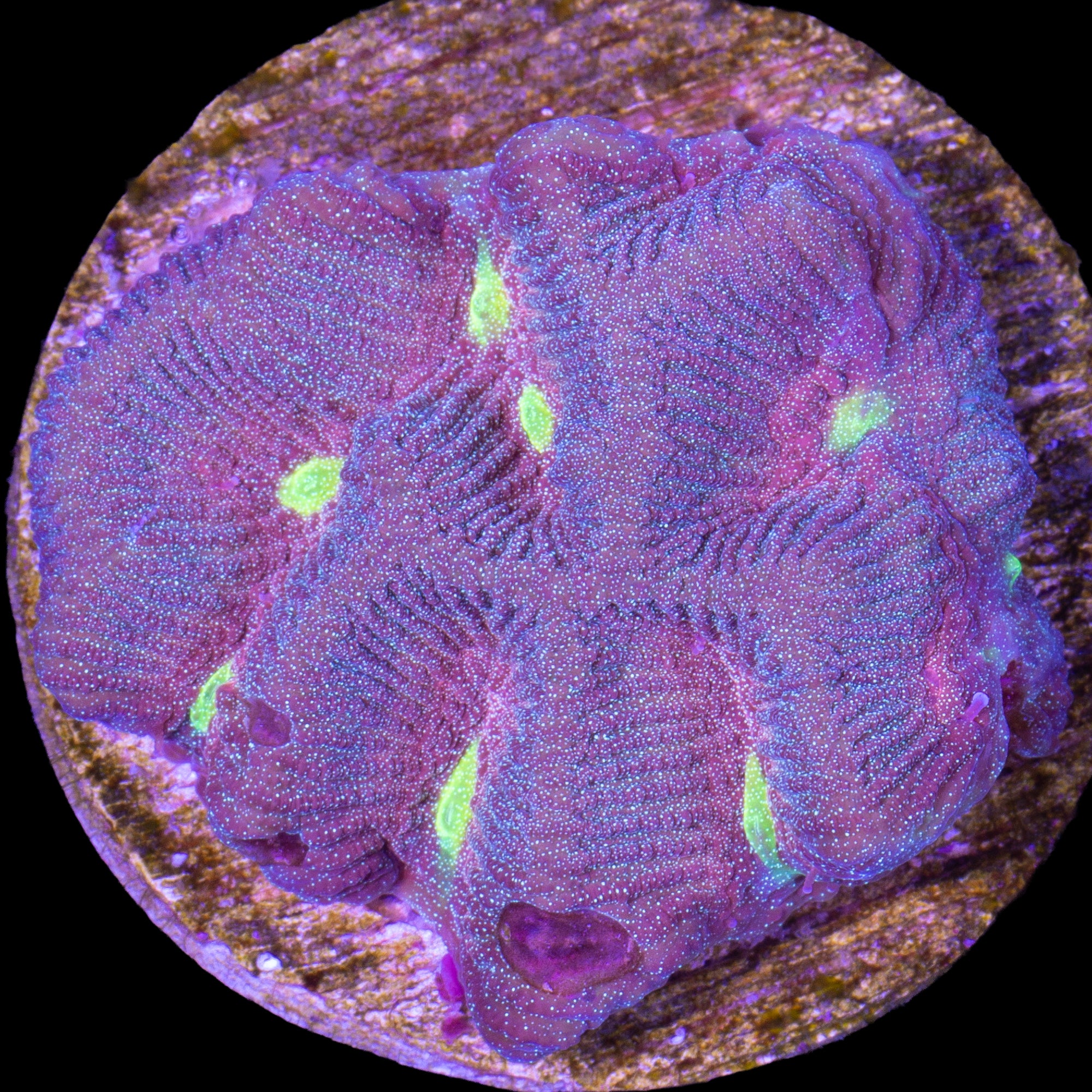 Golden Eye Platygyra Coral