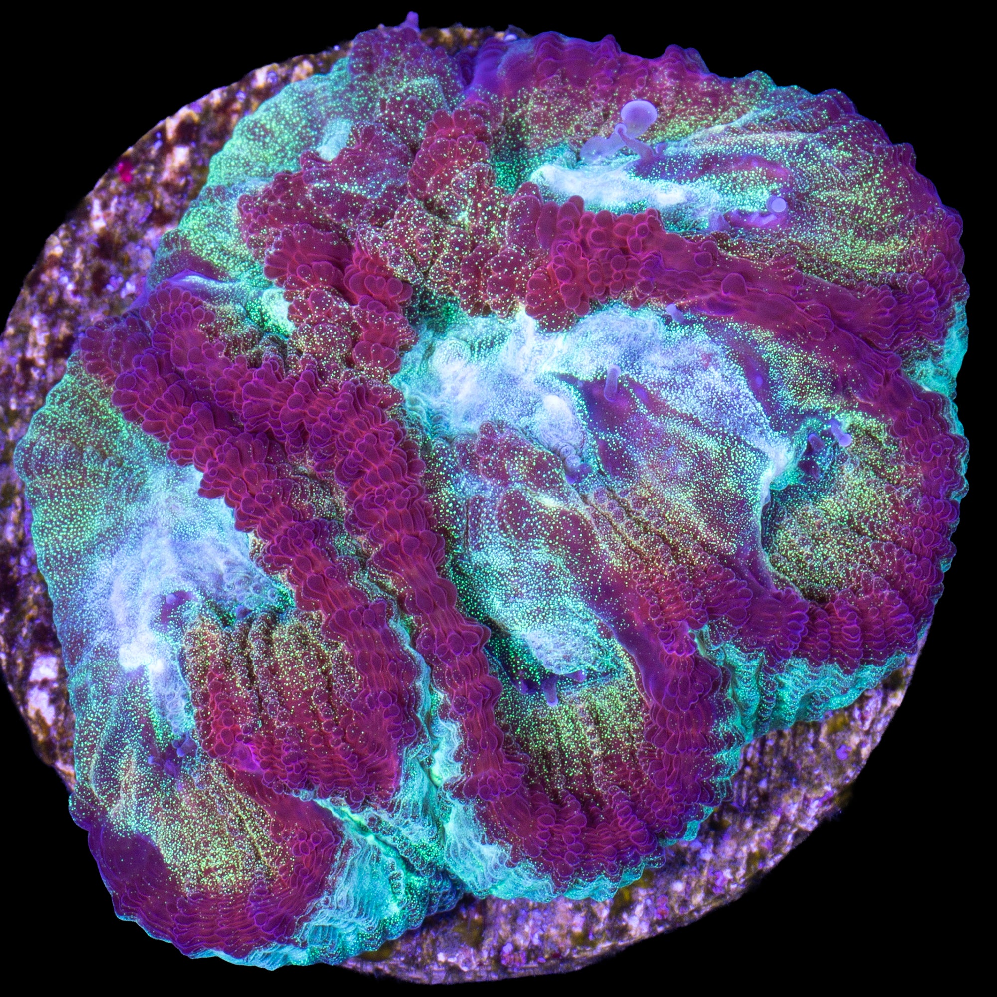 Ultimate Rainbow Favia Coral