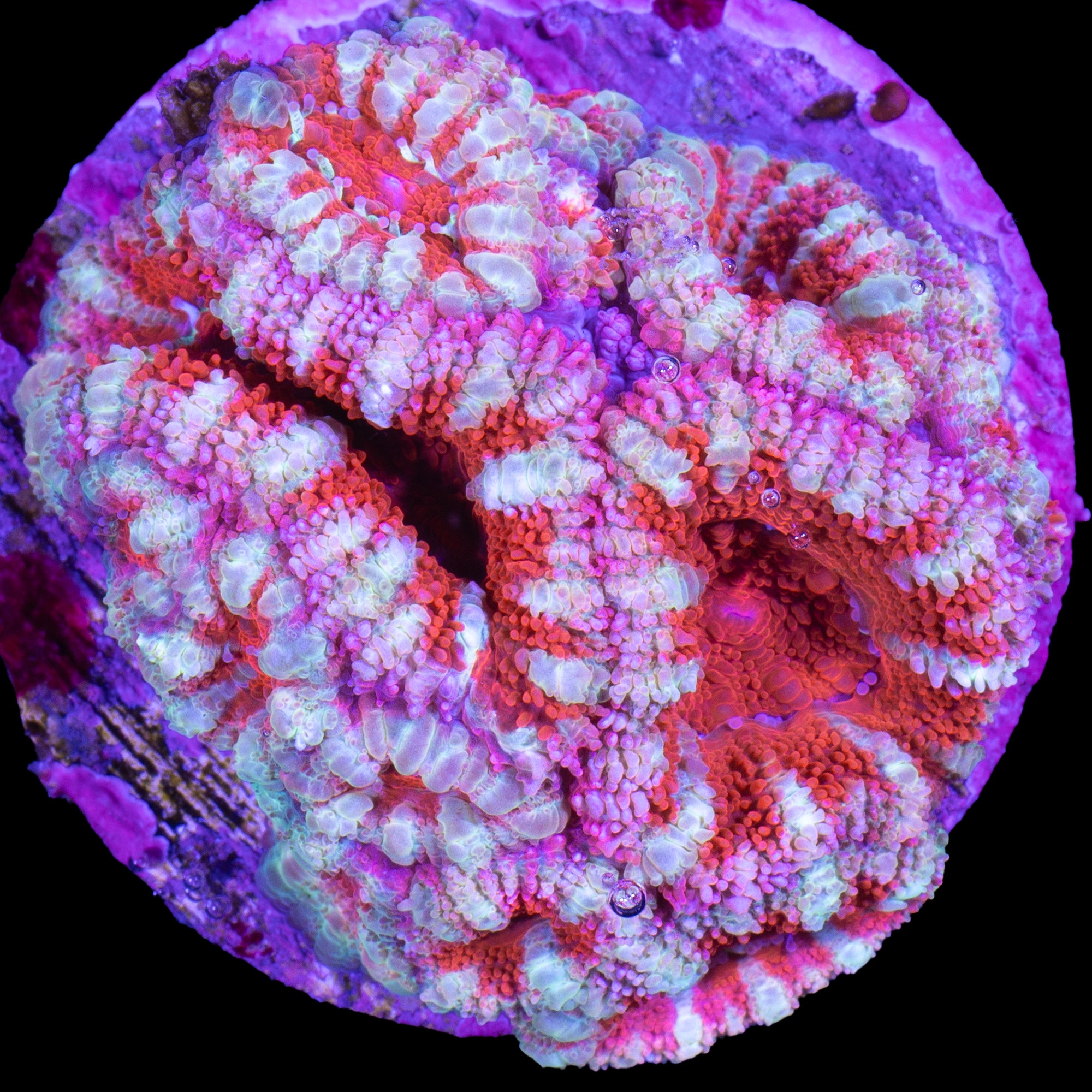 Pink Streak Acan Coral