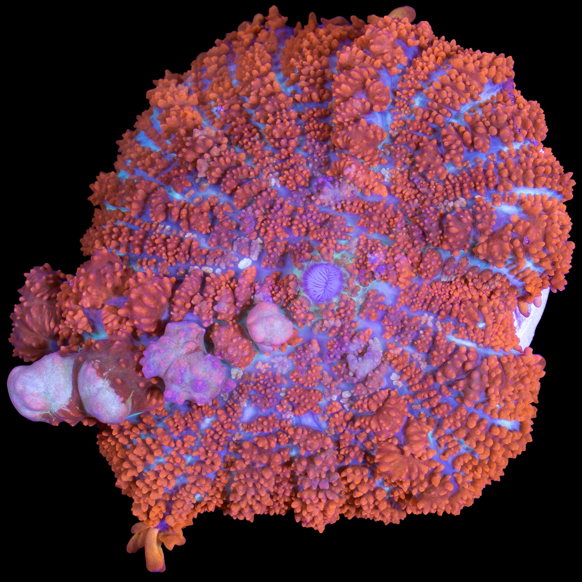 JF Raunchy Red Bounce Mushroom