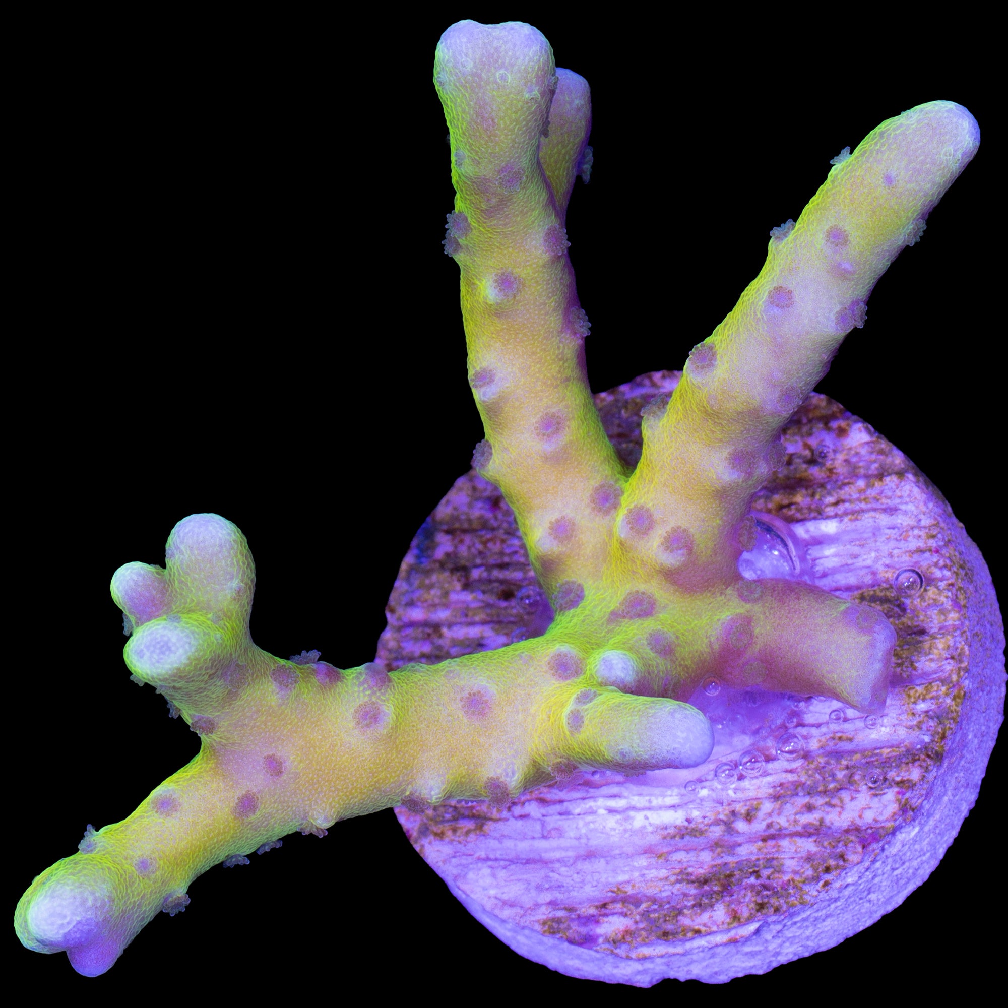 Goldenrod Anacropora Coral