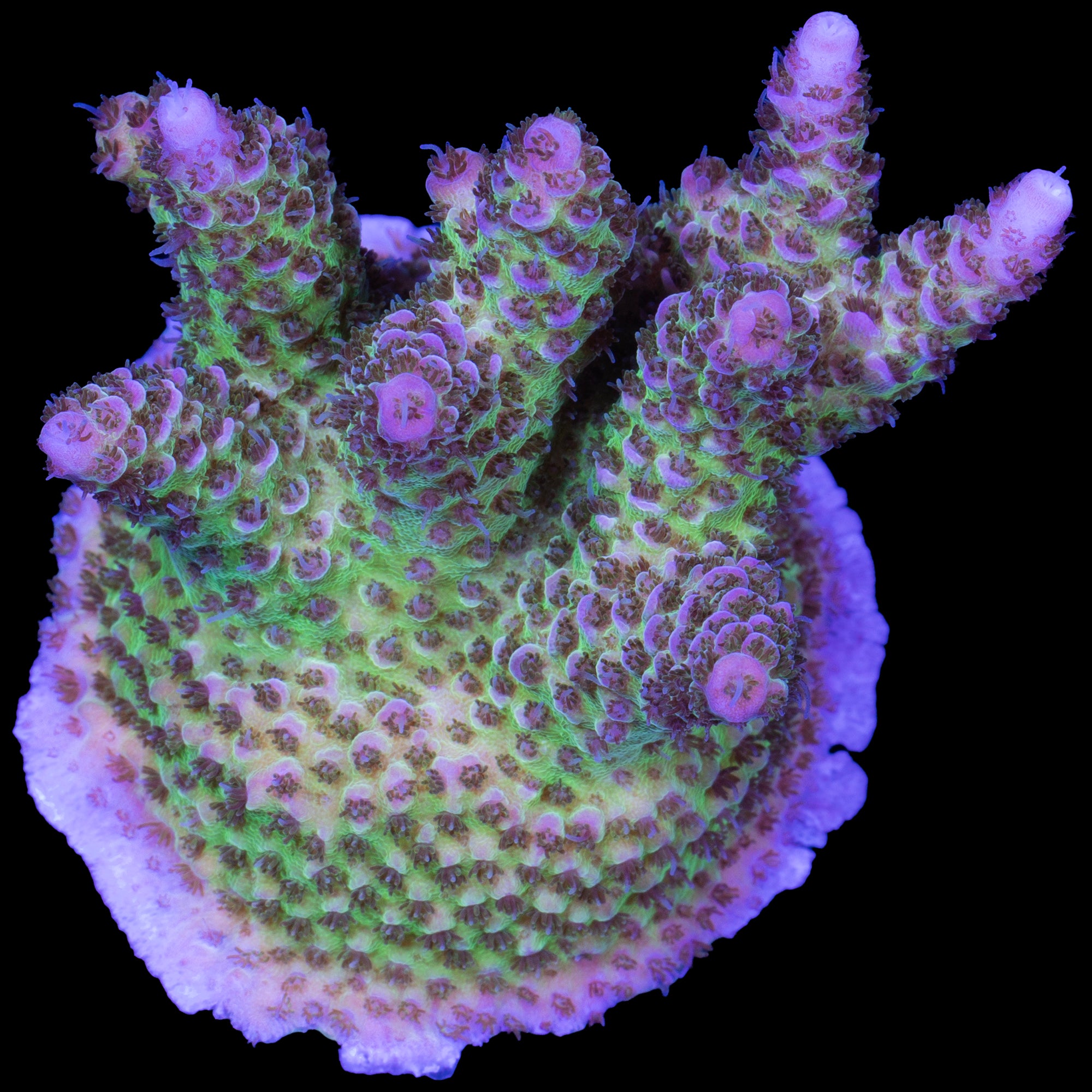 Pink Tip Table Acropora Coral