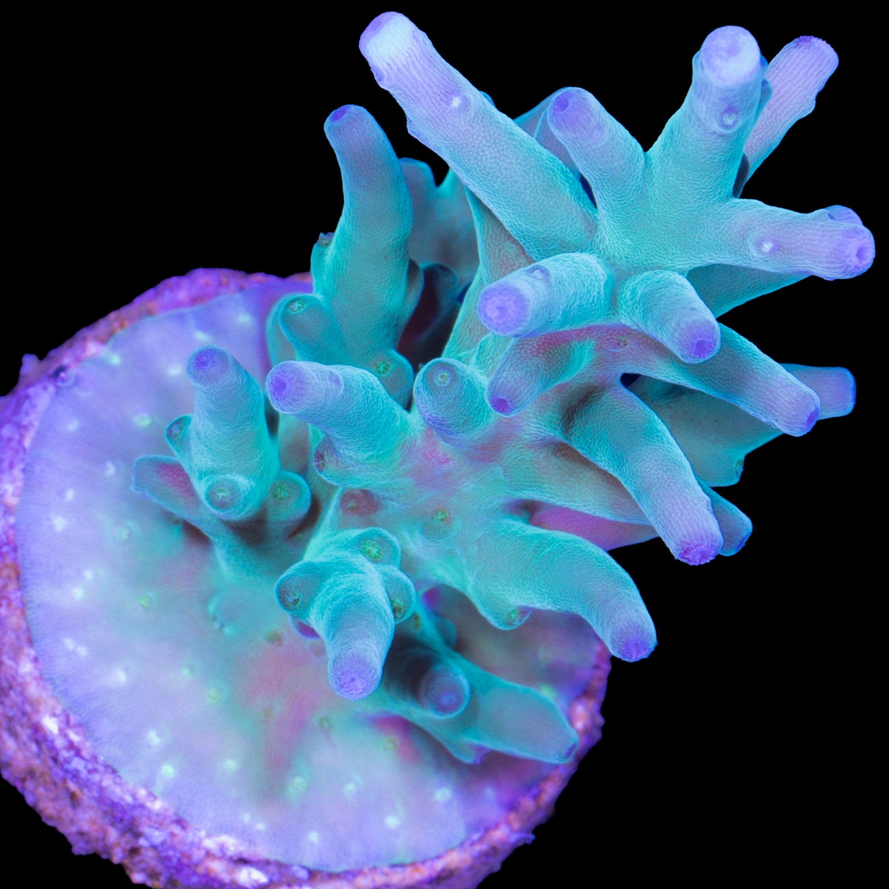 Hawkins Echinata Acropora Coral