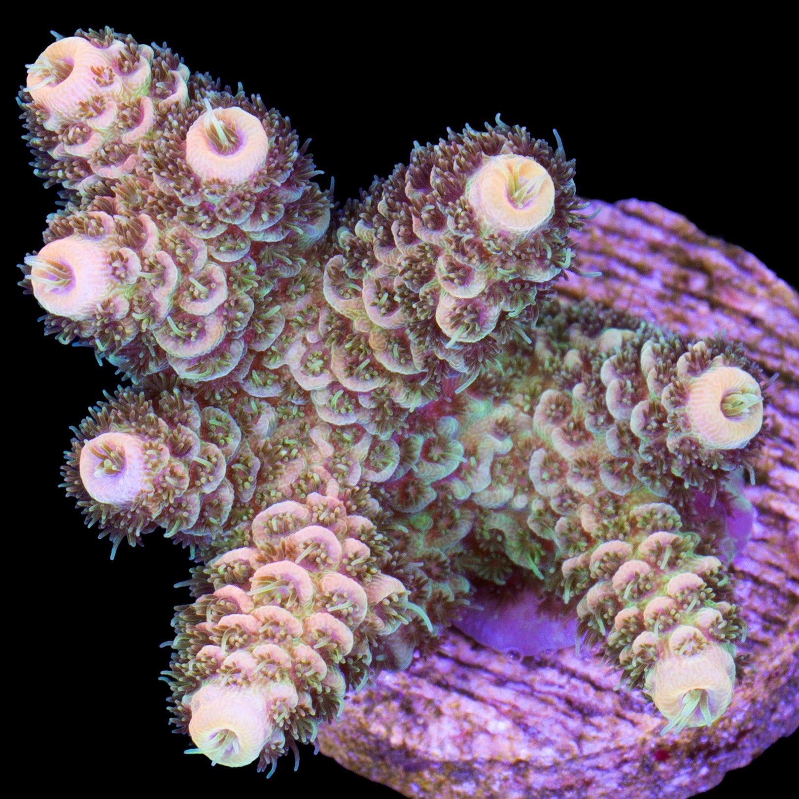 Sunrise Millepora Acropora Coral