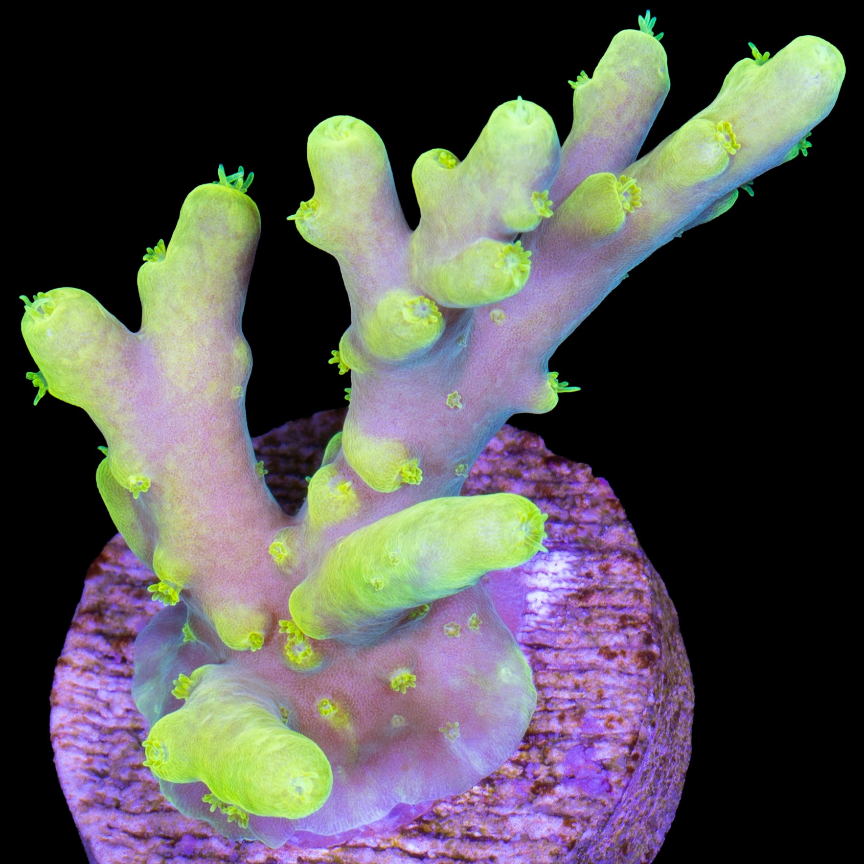 Glowstick Acropora Caroliniana Coral