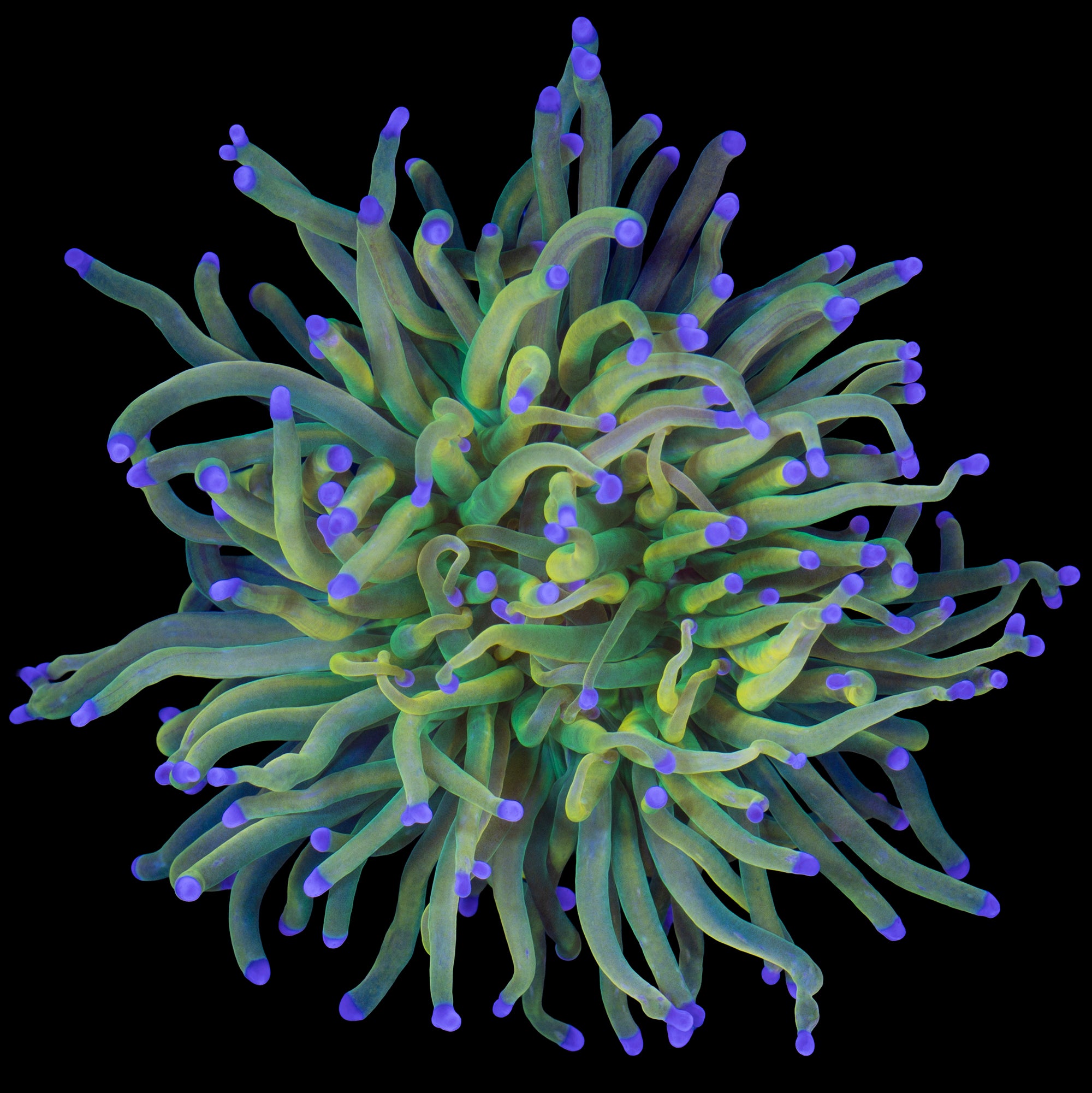 Holy Grail Torch Coral