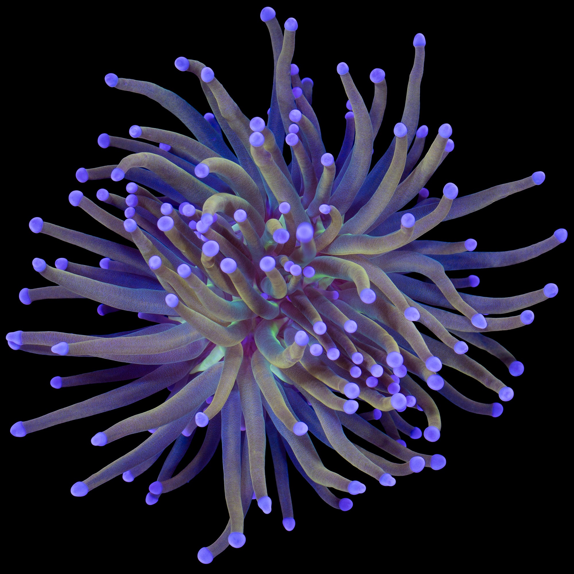 Rapunzel Holy Grail Torch Coral