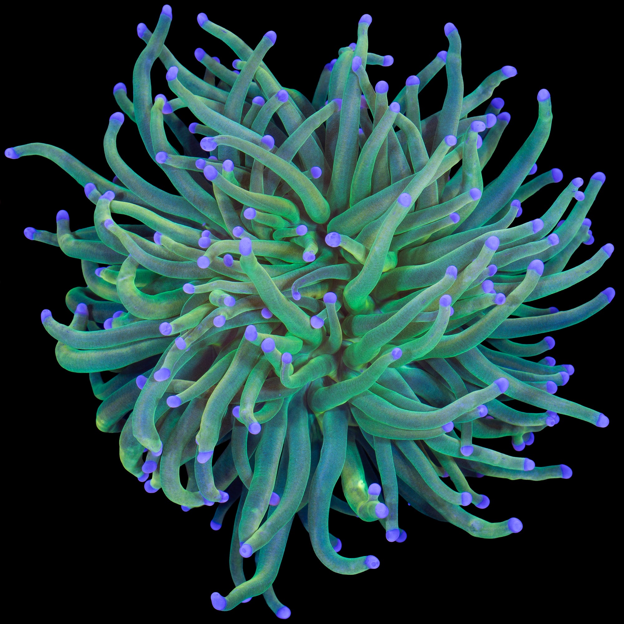 Holy Grail Torch Coral