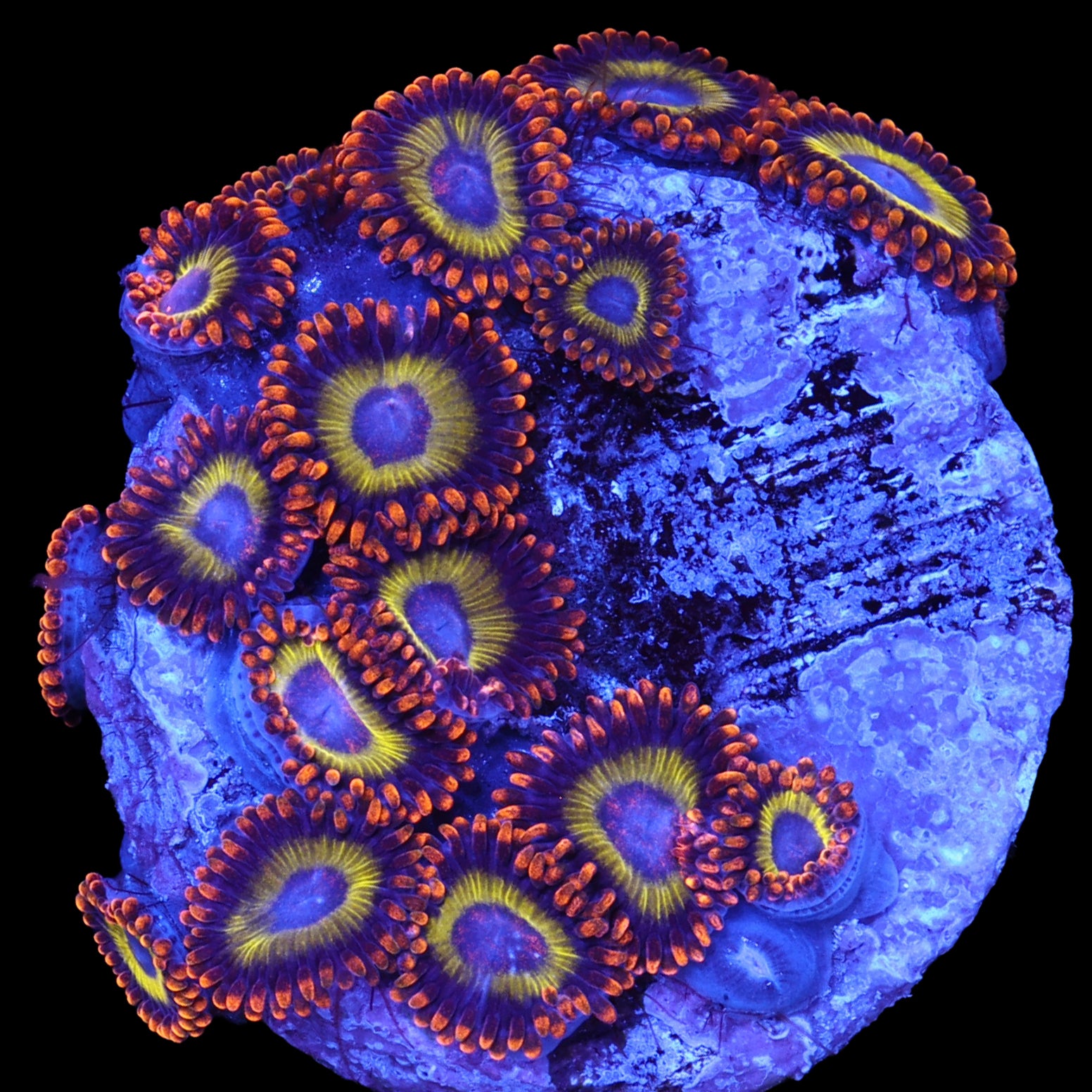 Vivid's Fruit Loops Zoanthids