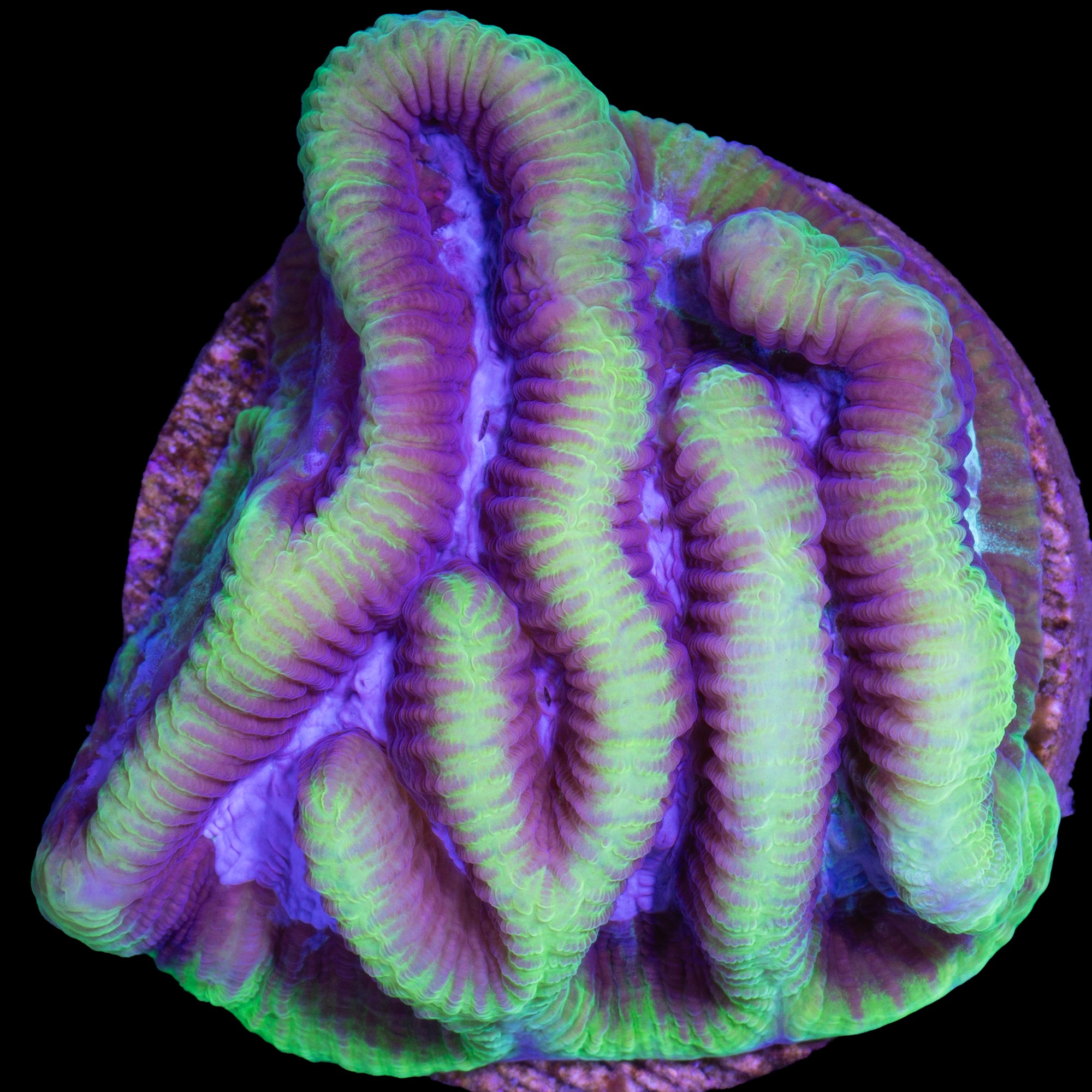 Vivid's Dragon Soul Platygyra Coral