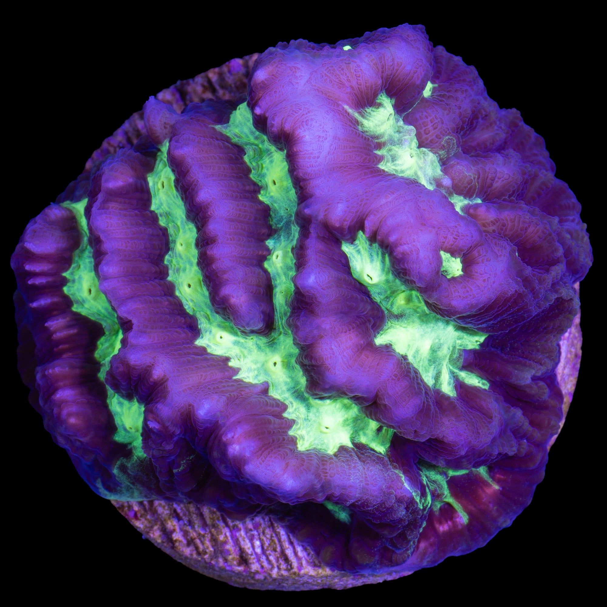 Alien Maze Brain Coral