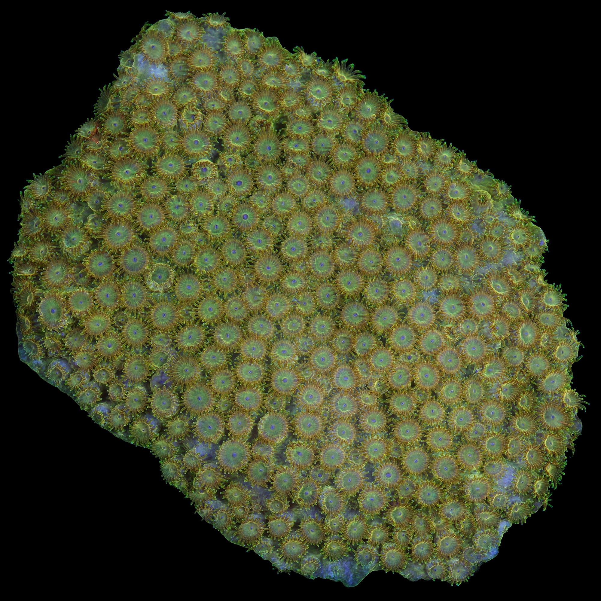 Golden Cyphastrea Coral