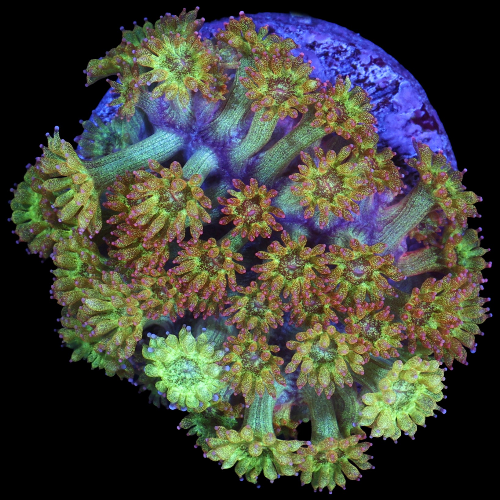 Golden Glitter Bernardpora Coral