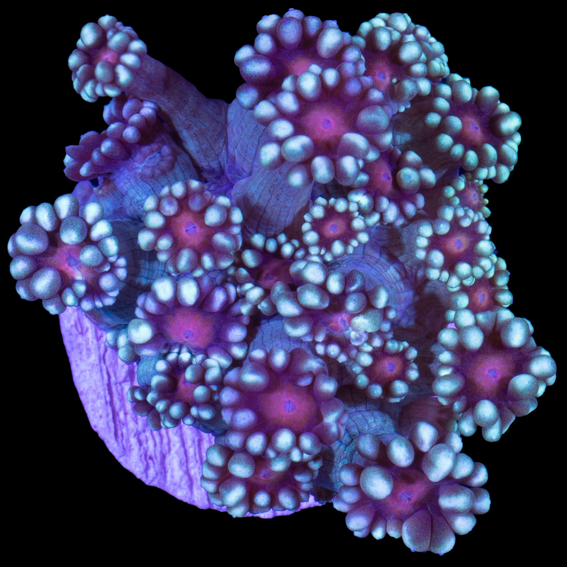 Sakura Goniopora Coral