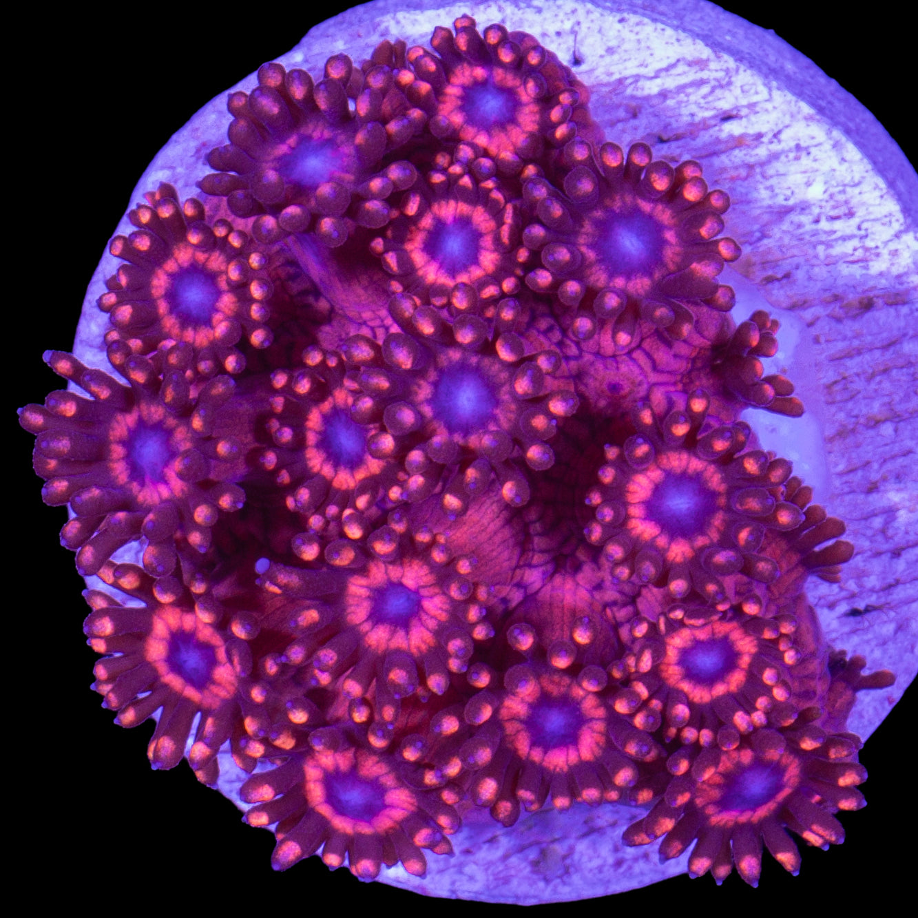 Spiderman Goniopora Coral