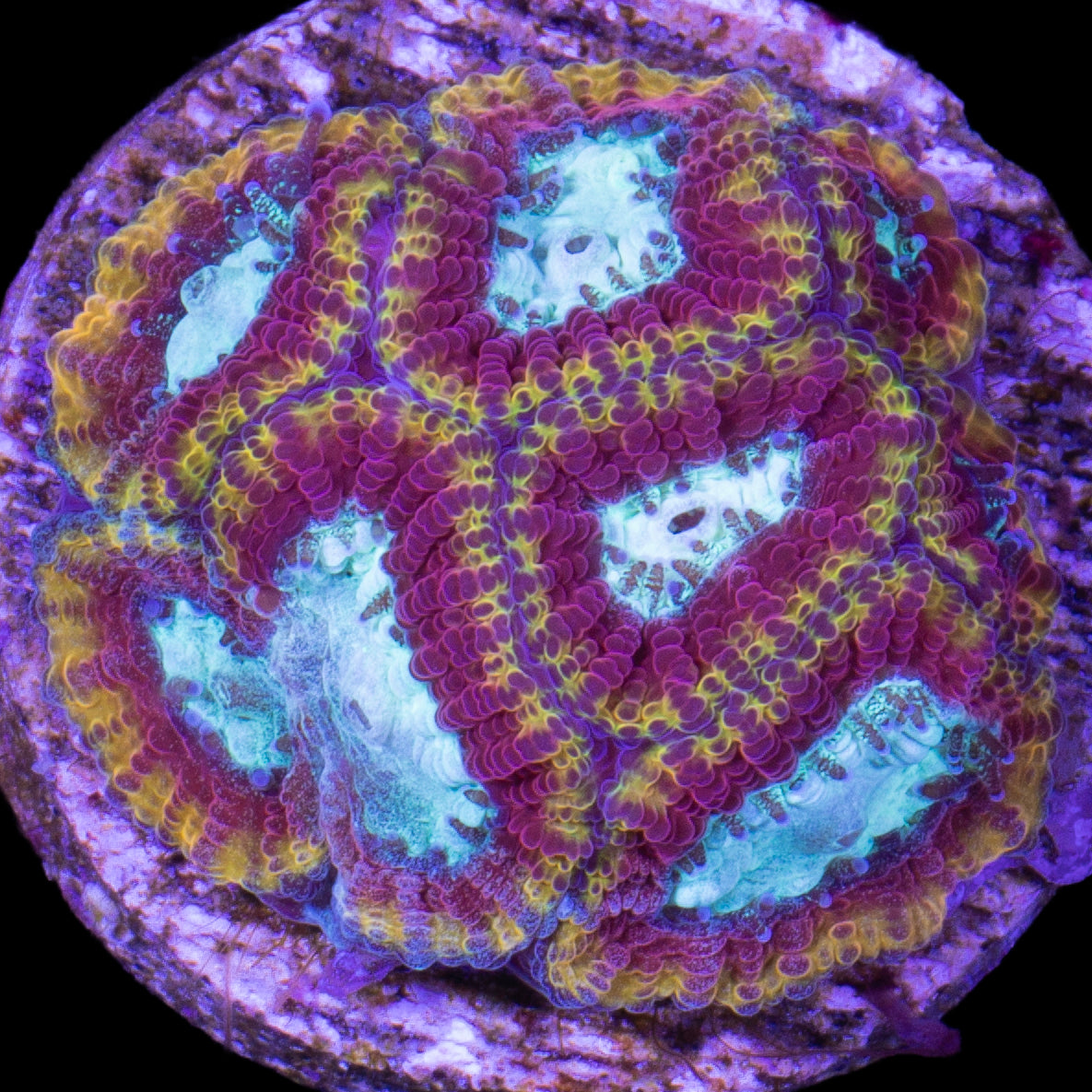 Nitro Favia Coral