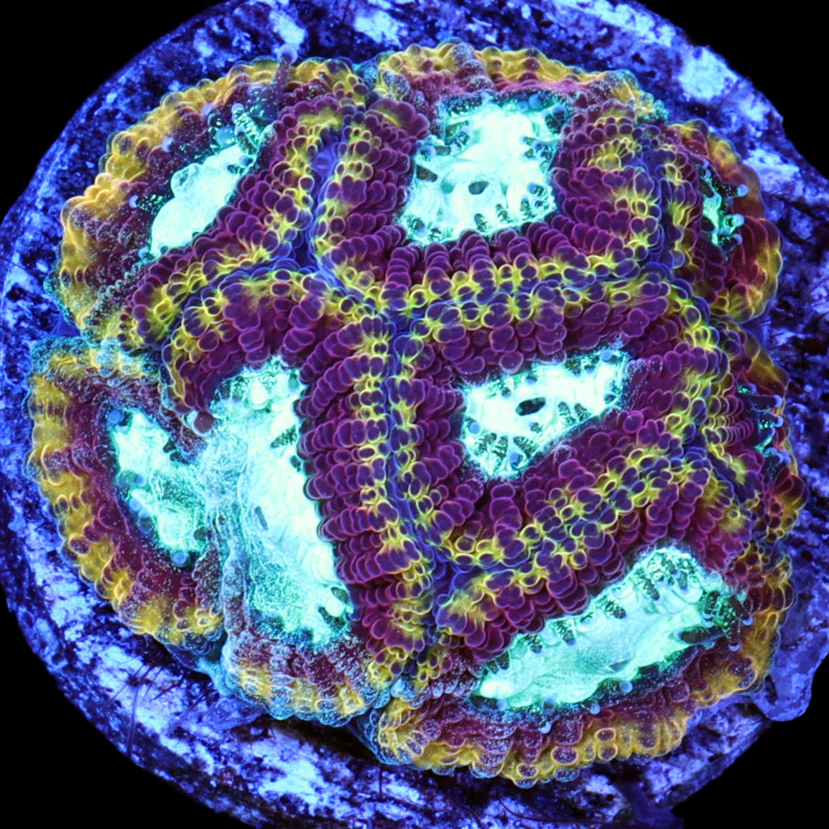 Nitro Favia Coral