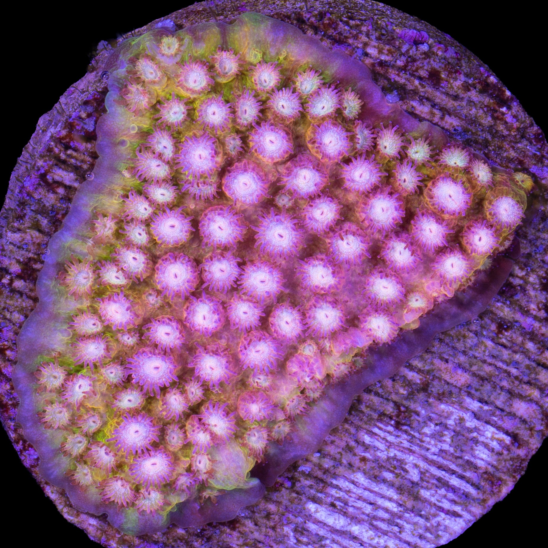 Strawberry Lemonade Cyphastrea Coral
