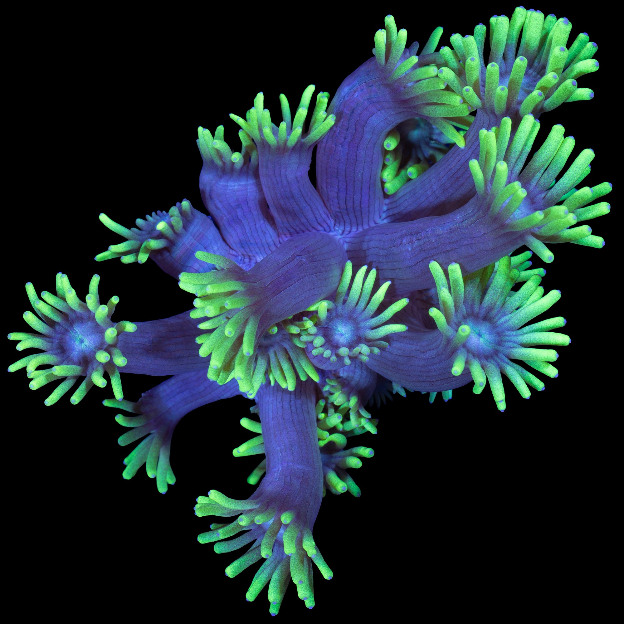 Toxic Goniopora Coral