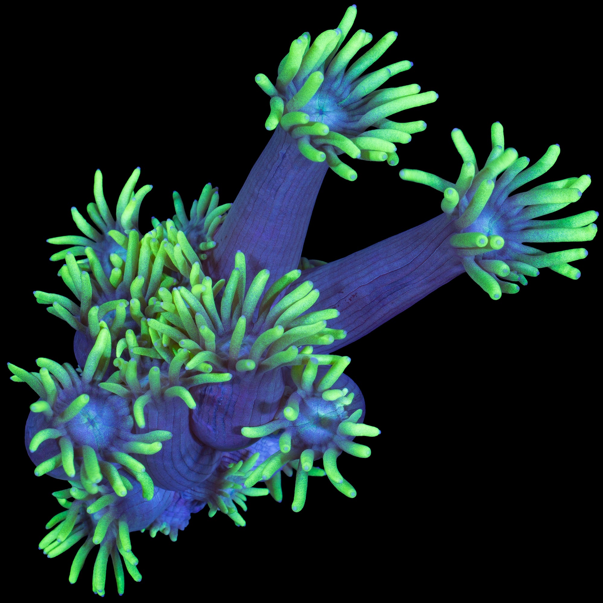 Toxic Goniopora Coral