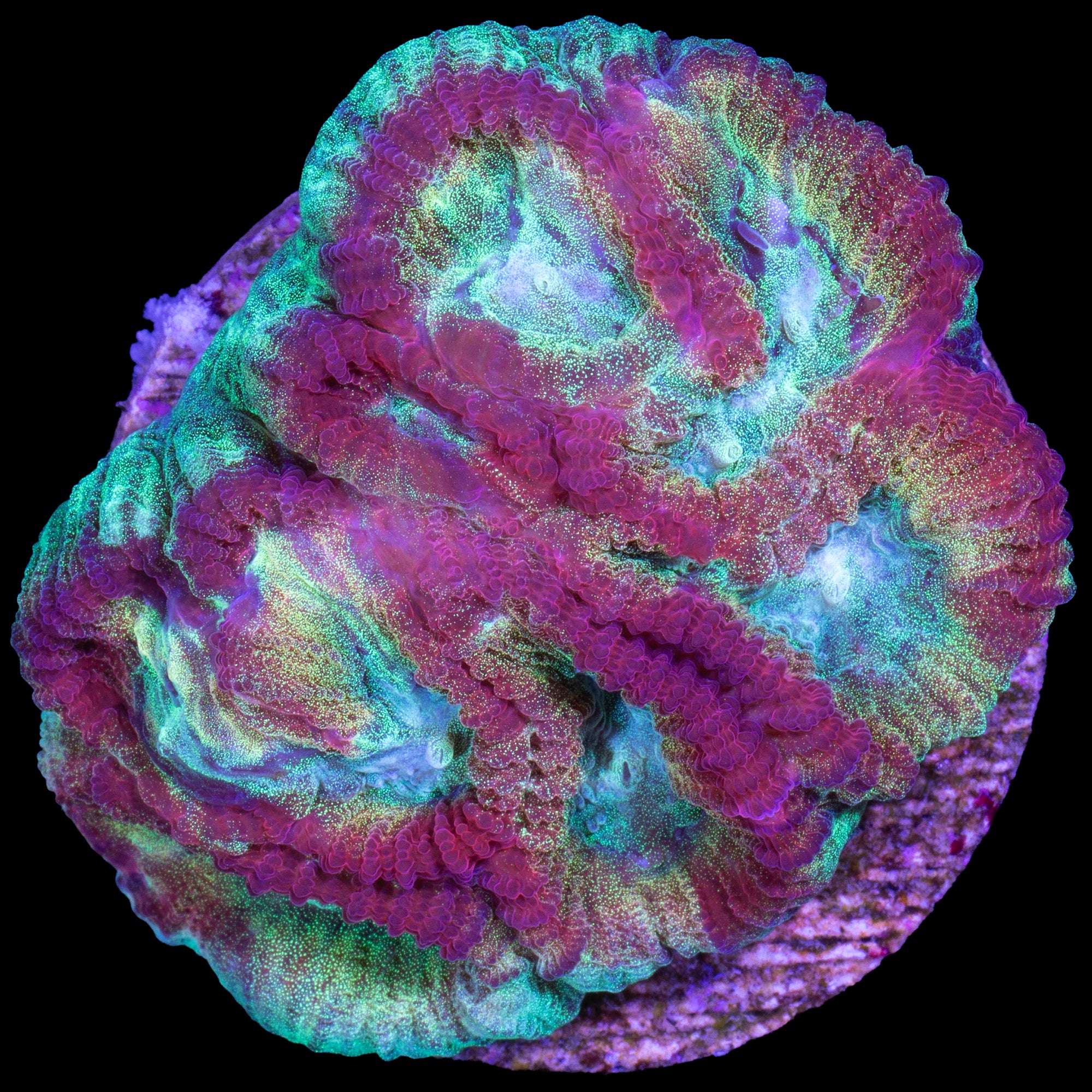 Ultimate Rainbow Favia Coral