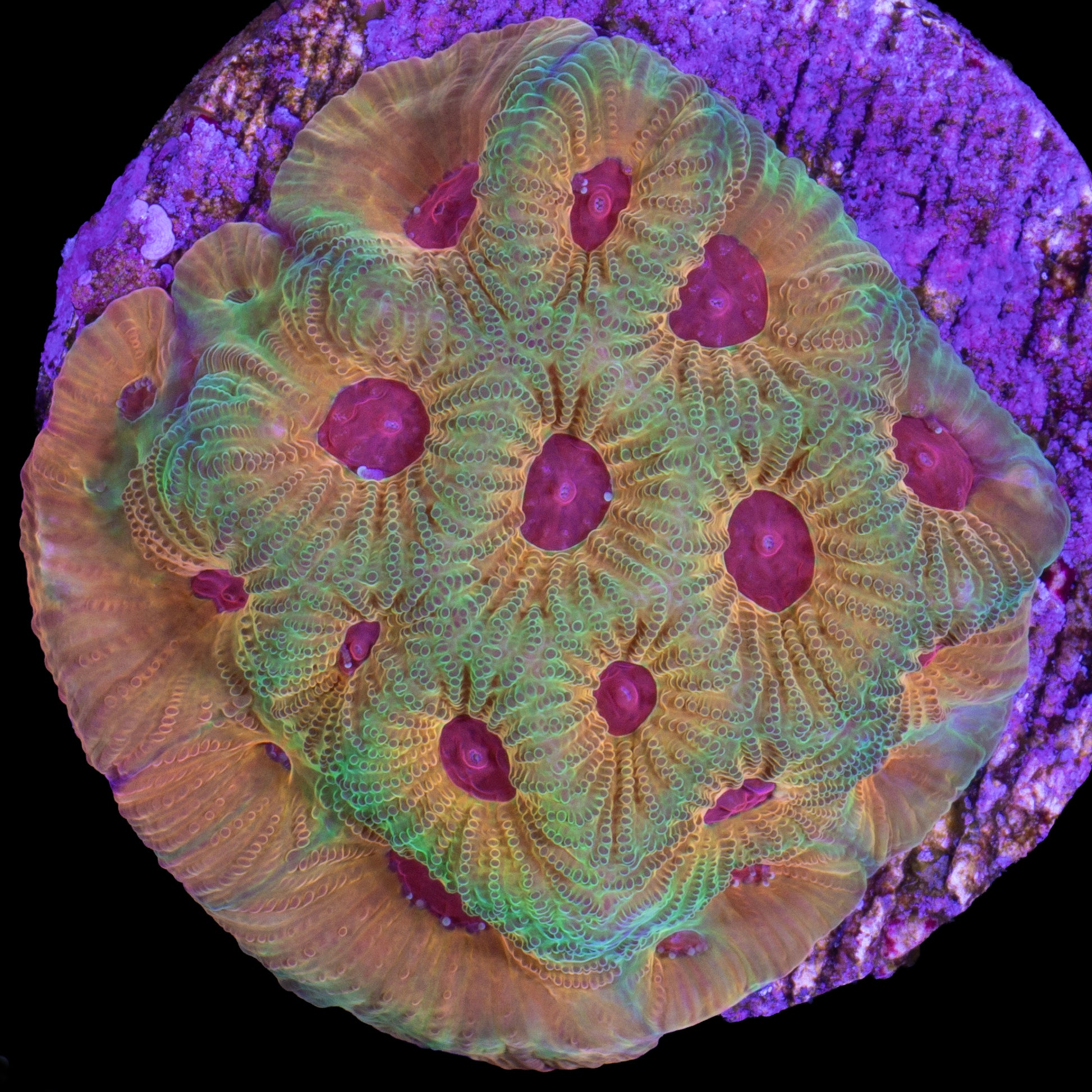 Candy Corn Favia Coral