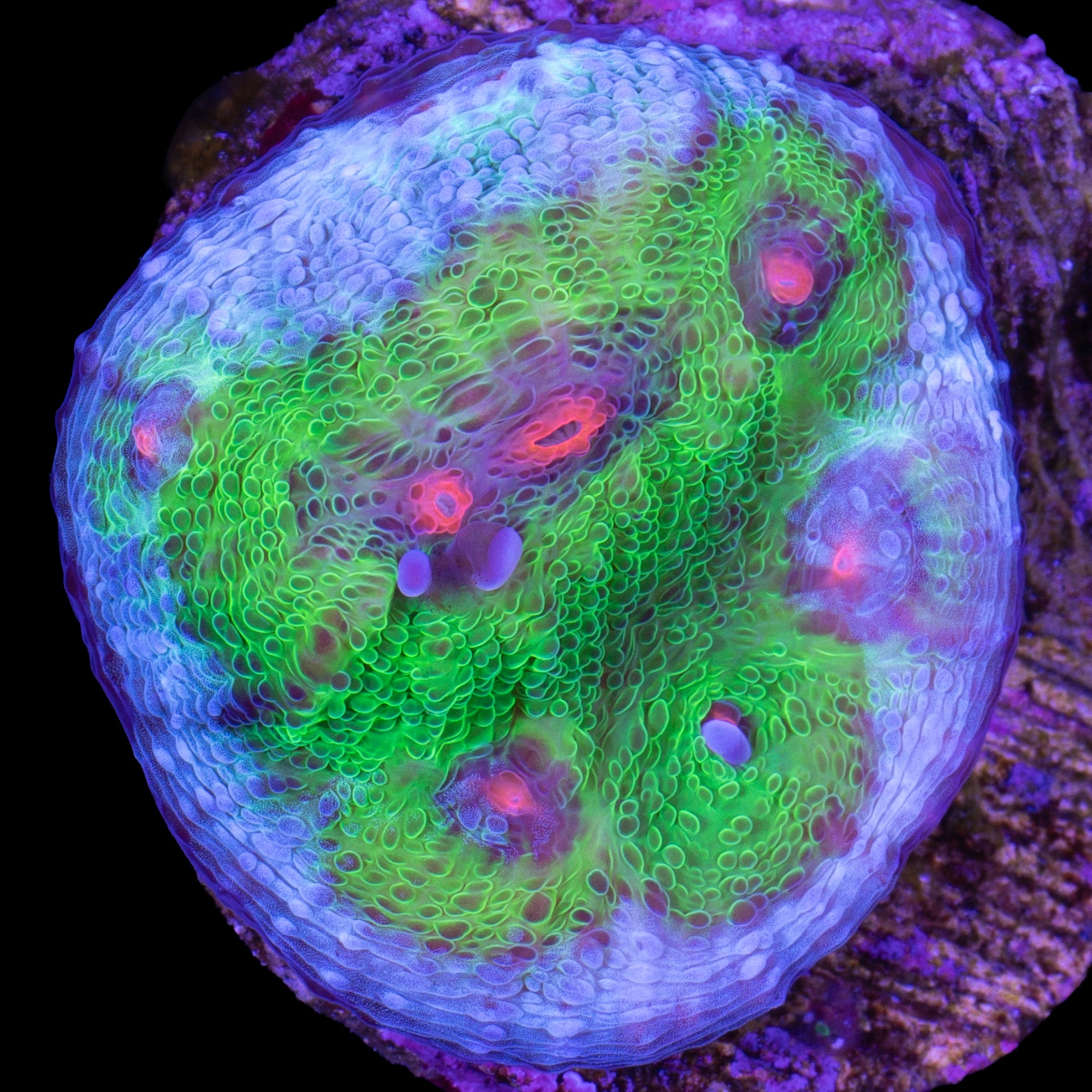 Walking Dead Mycedium Coral