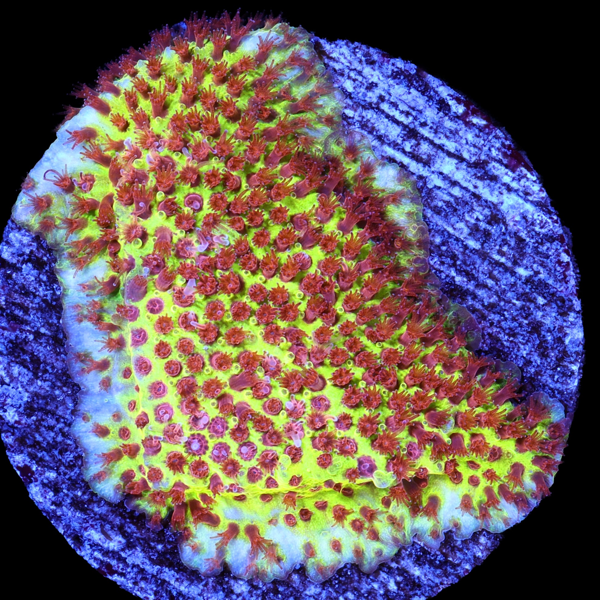 JF Burning Banana Stylocoeniella Coral